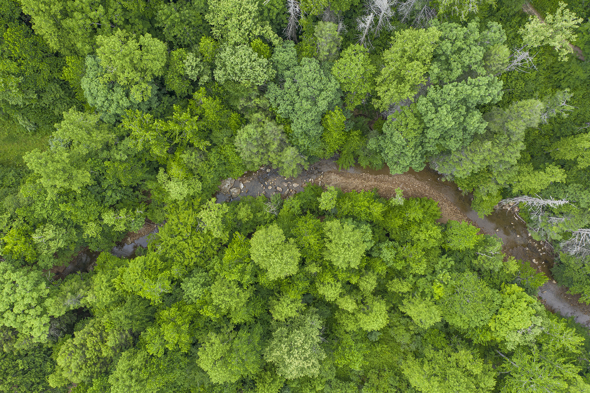 Aerial image of Cumberland forest showing trees with a pathway through the middle.
