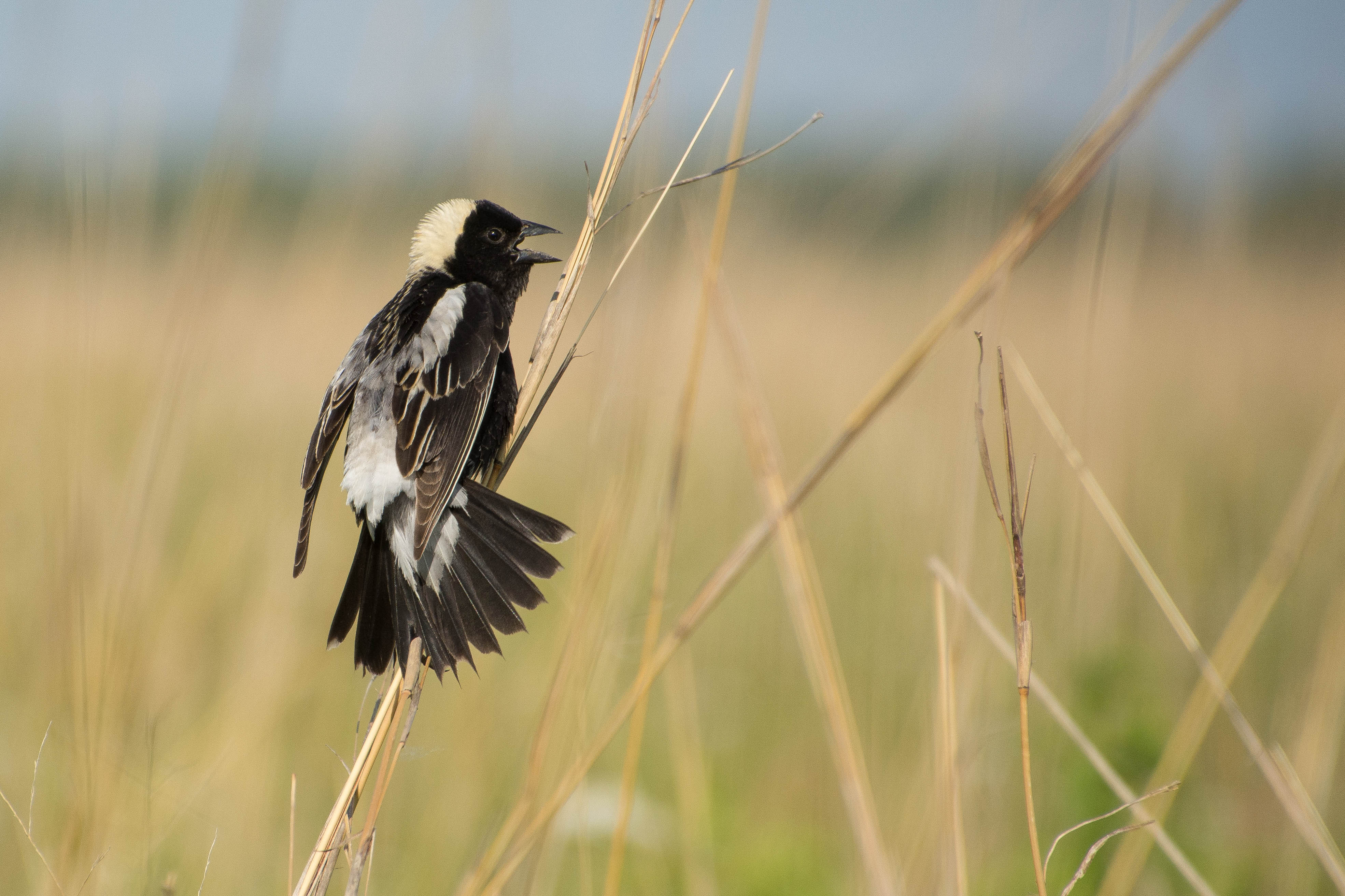 A bobolink perches on a dry grass stalk in a field.