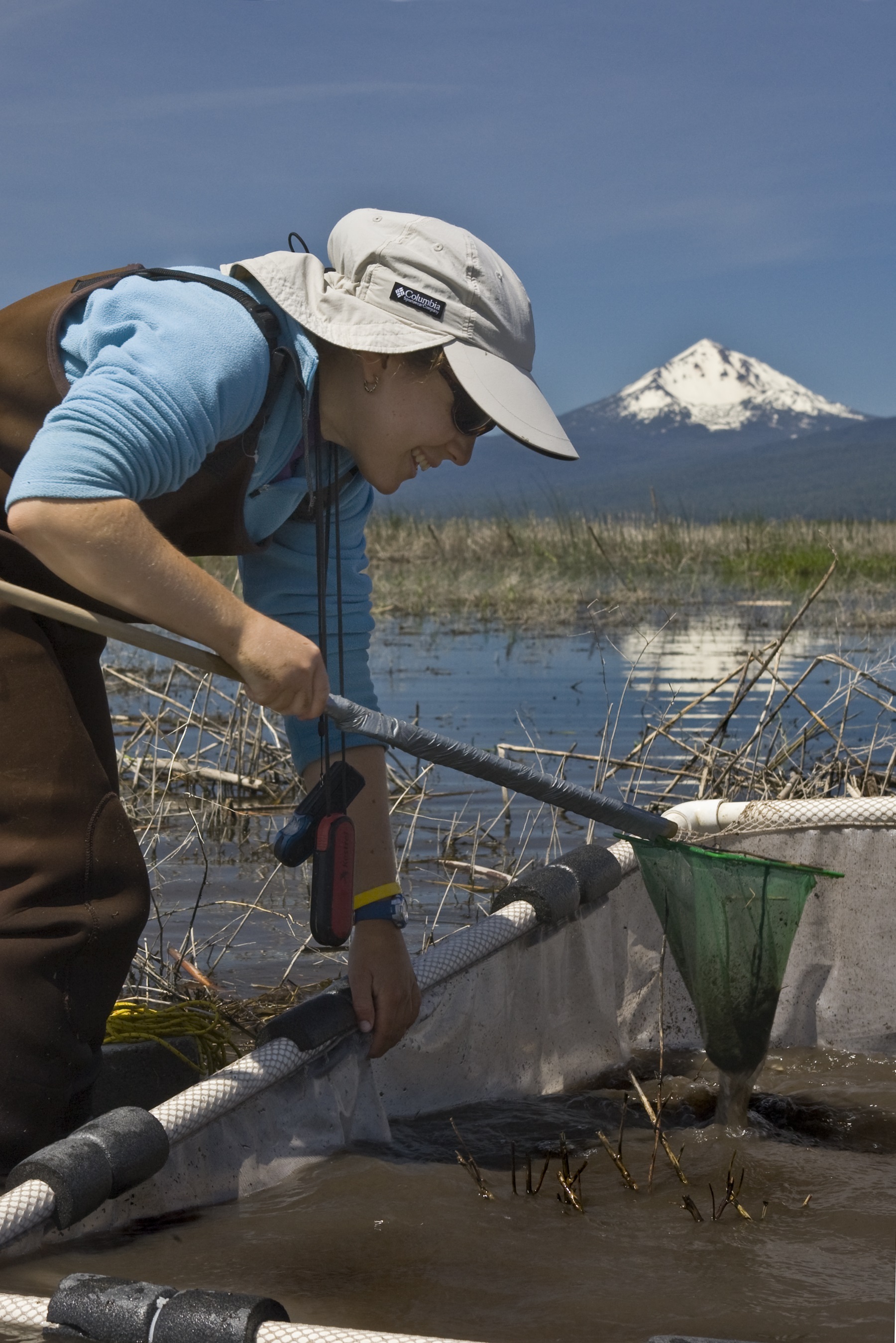 Volunteer with waders and a sun hat working with a pvc net in a shallow wetland at Williamson River Delta near Klamath Falls with a snowcapped mountain in the background.  