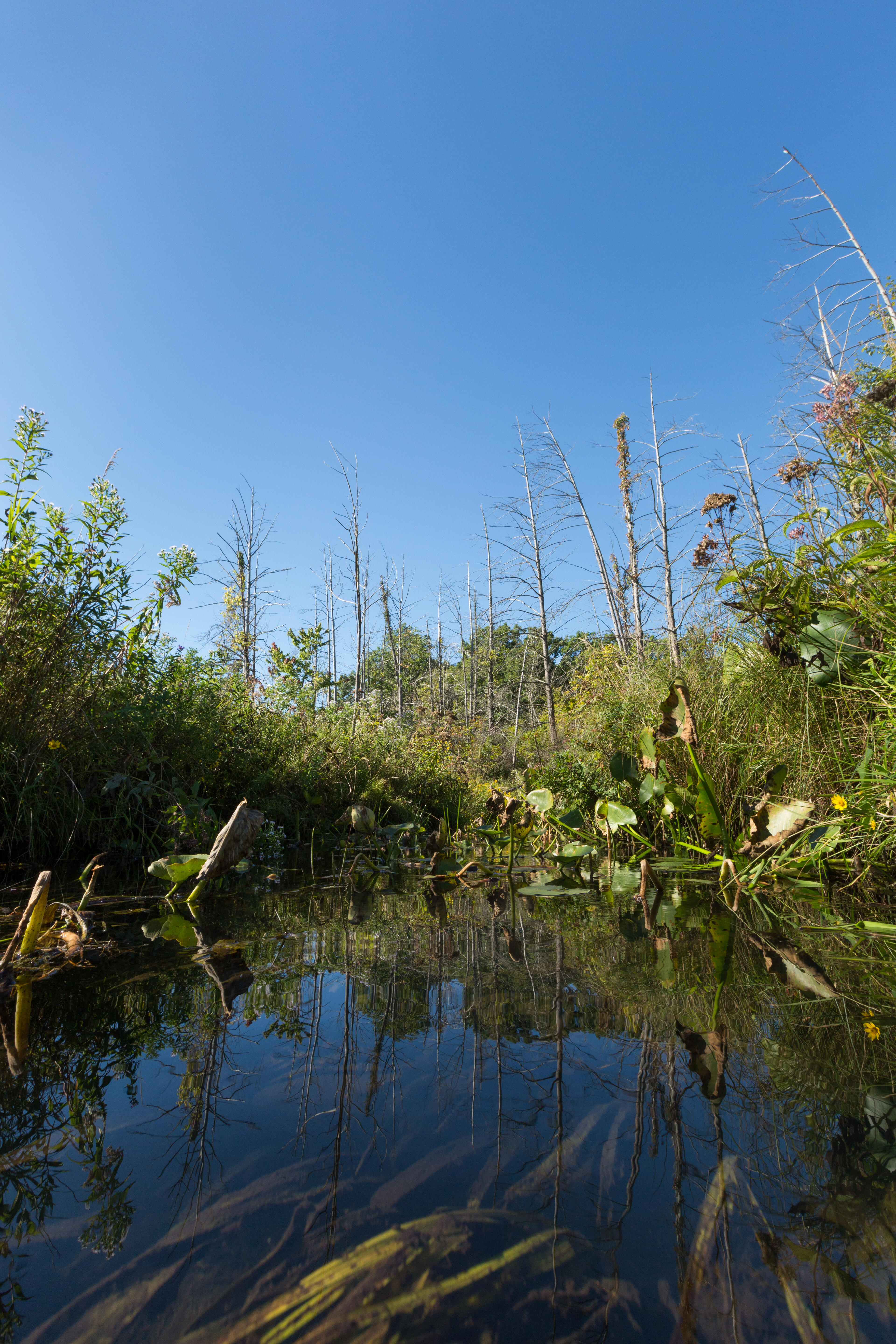 Grand River Fen Preserve  The Nature Conservancy in MI