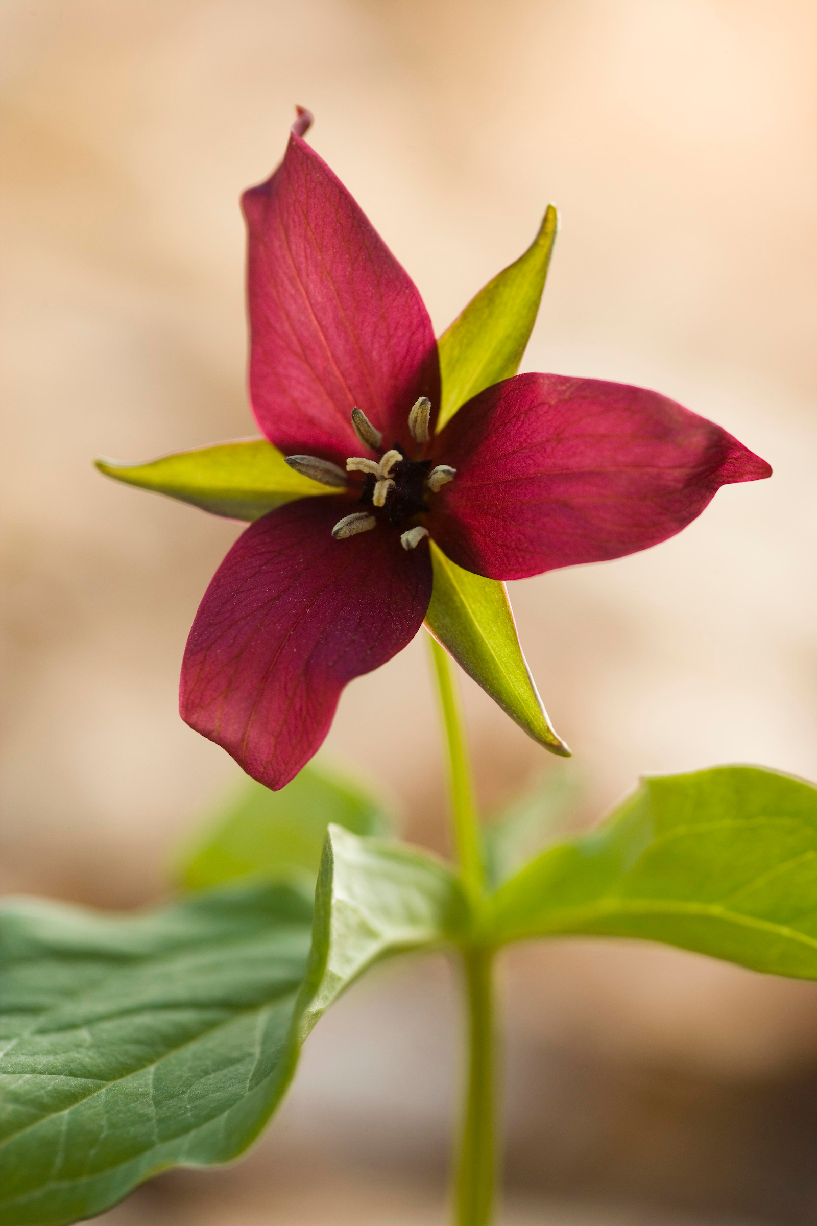 A red trillium flower.