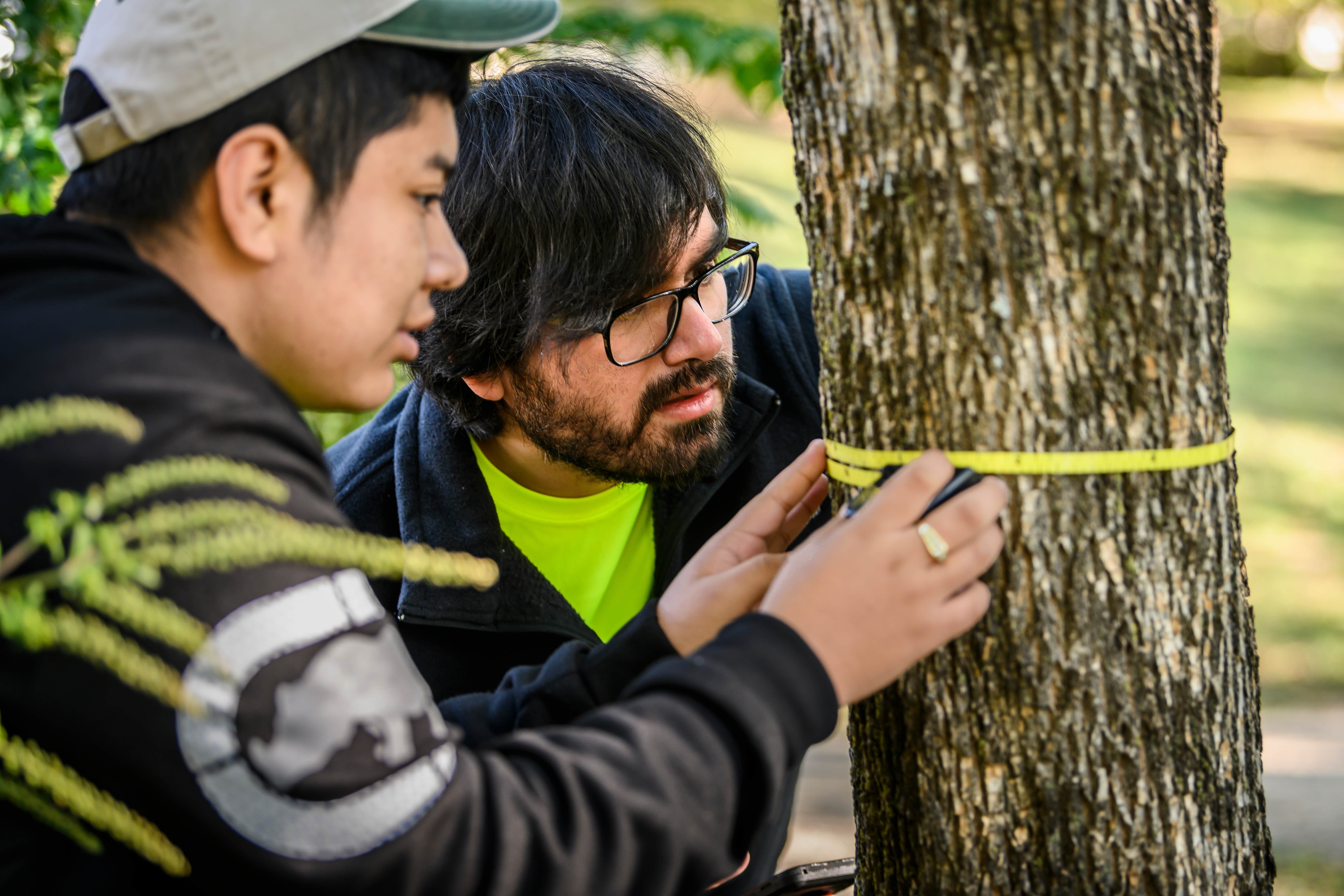 Two men observe a tape measure that wraps around a tree trunk.