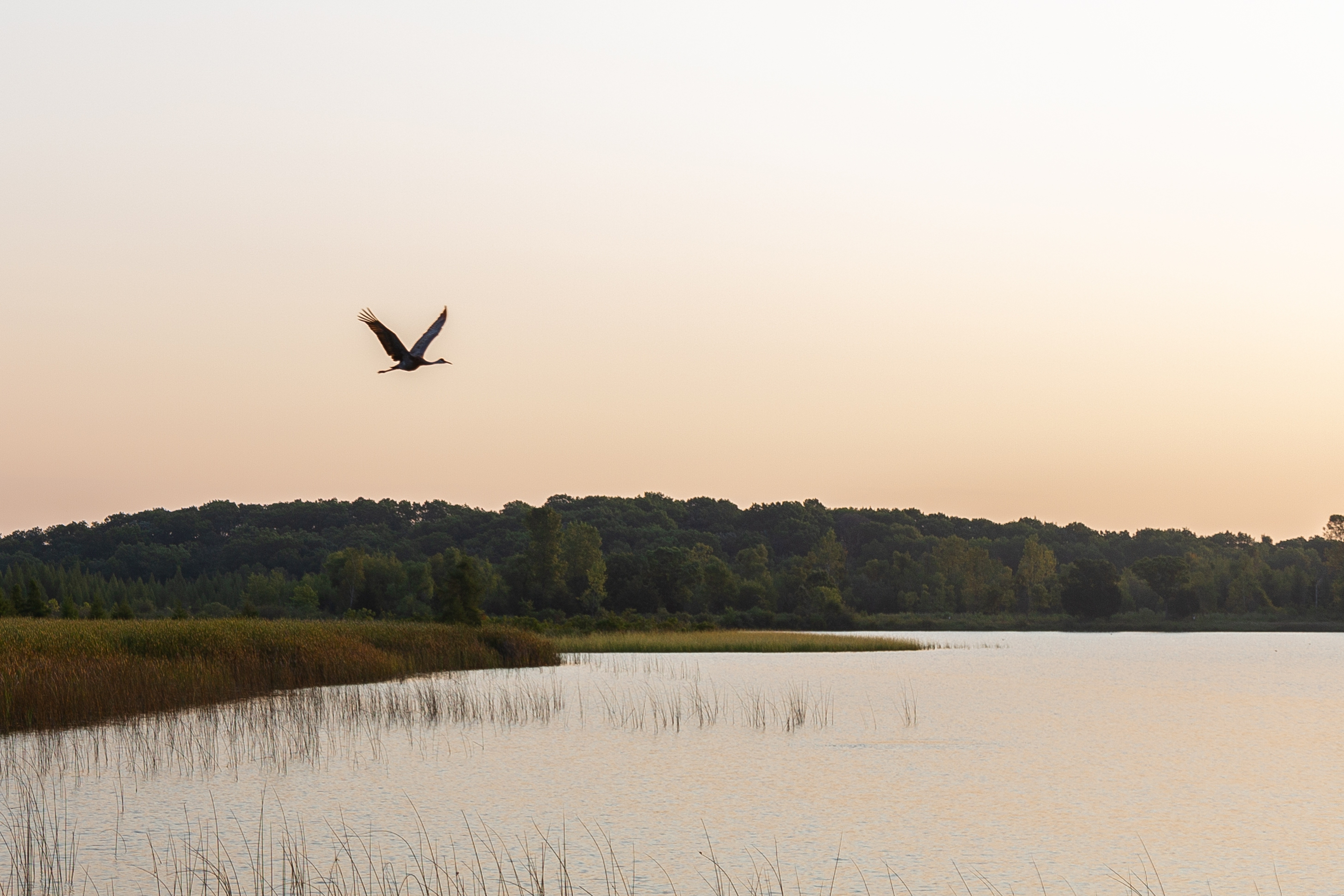 A sandhill crane flying over a lake at sunrise. 