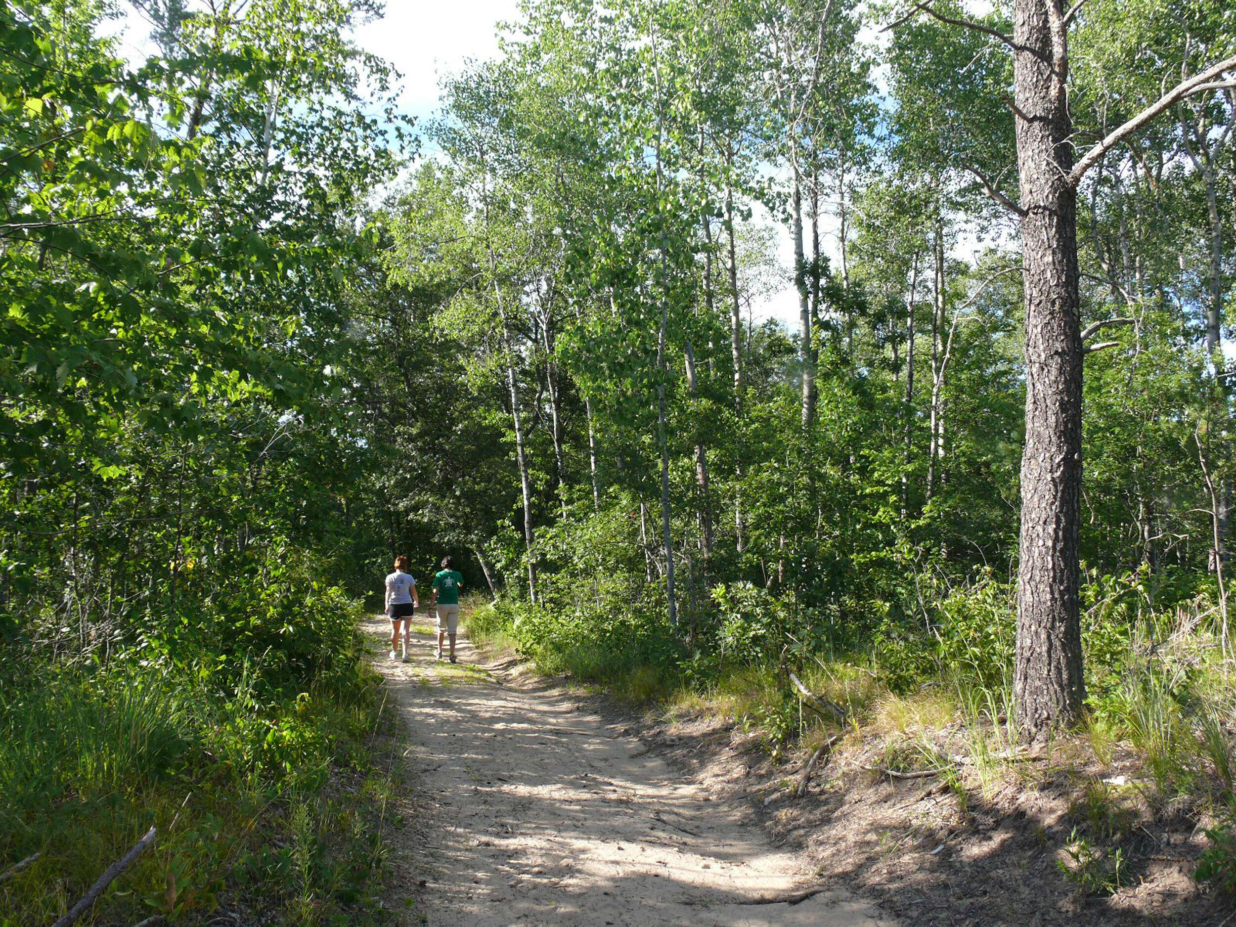 People walking down a woodland trail. 