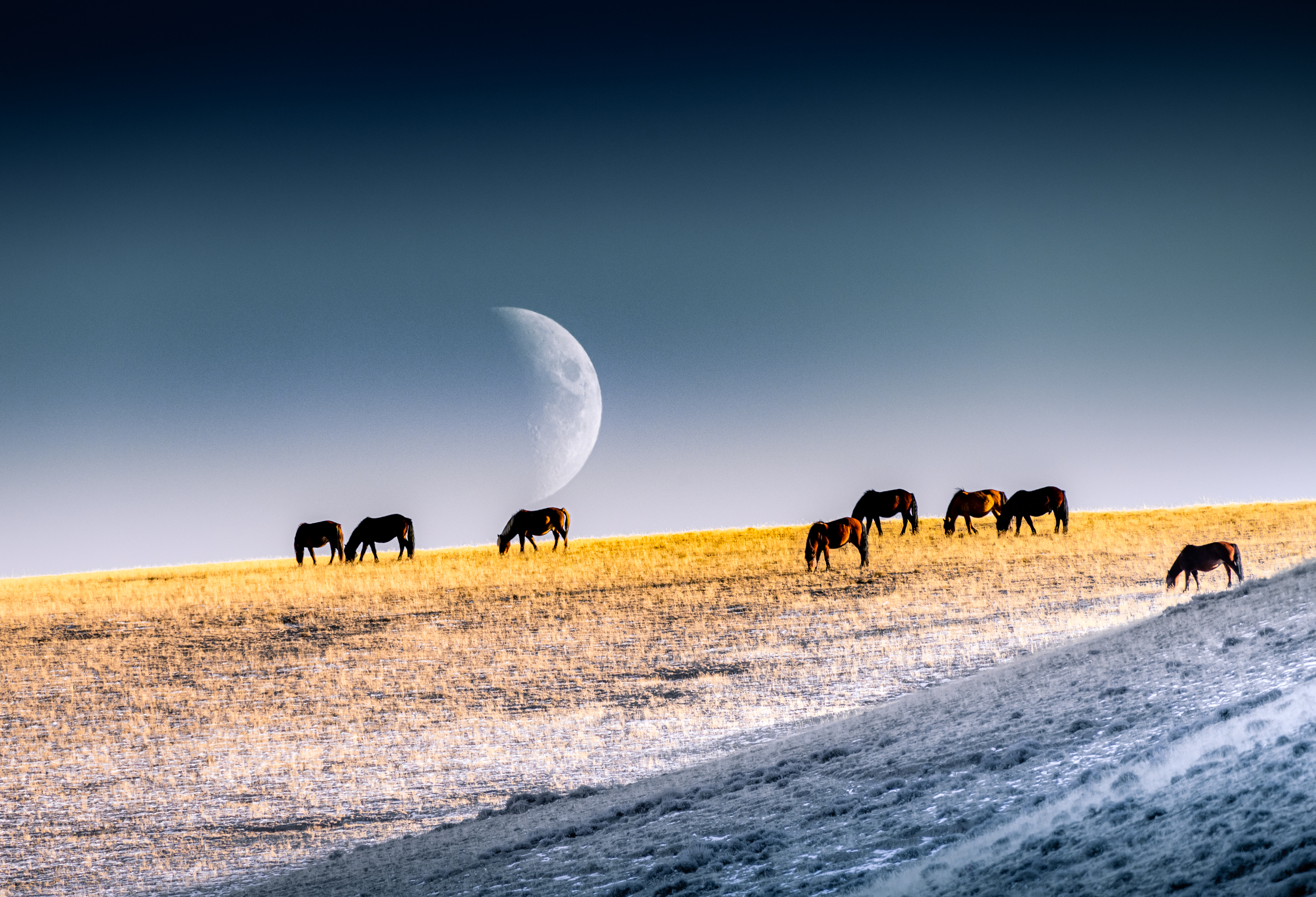 over a herd of grazing horses, Mongolia.