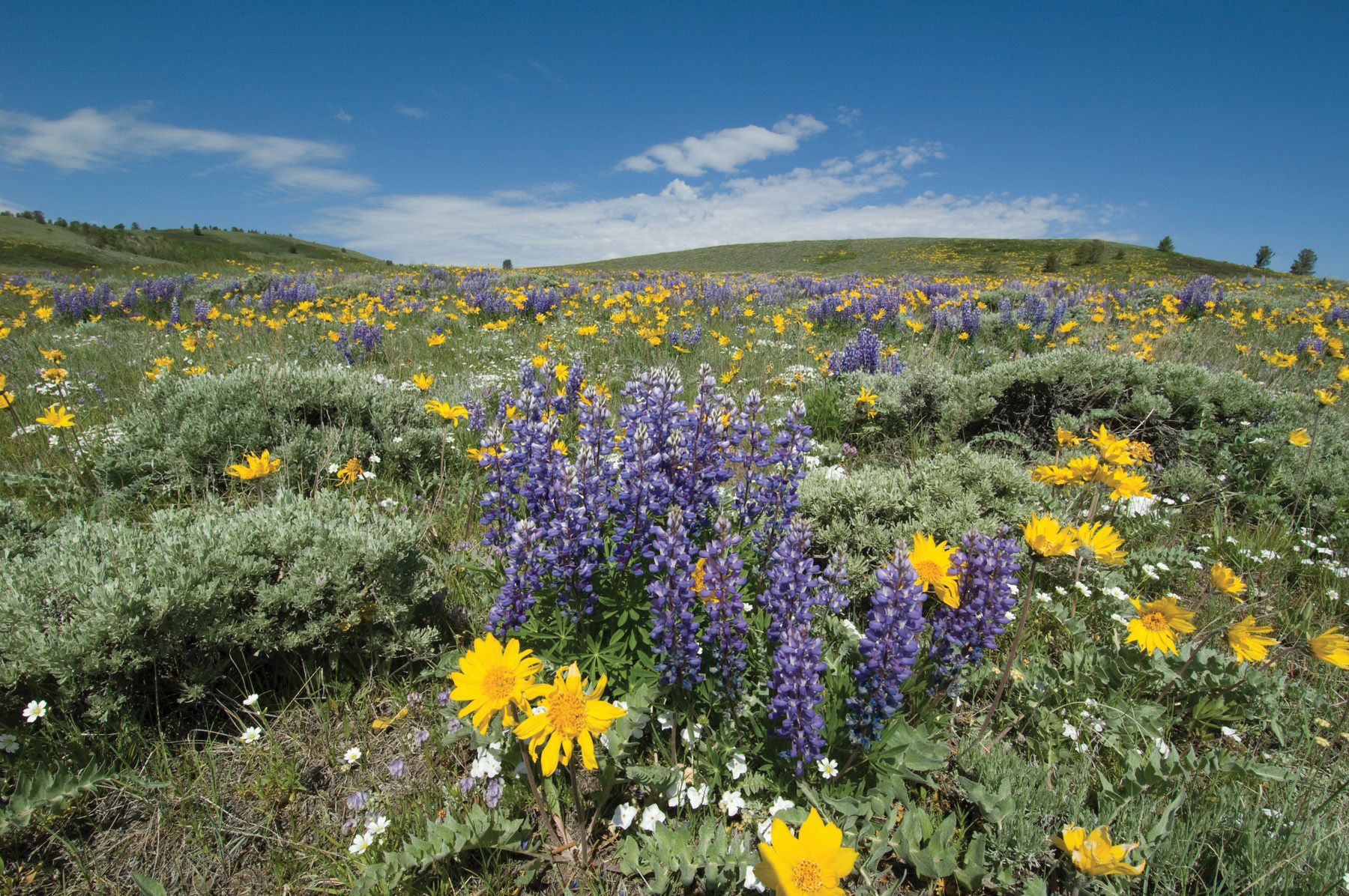 Vibrant purple and yellow wildflowers grow in the mountains of Wyoming.