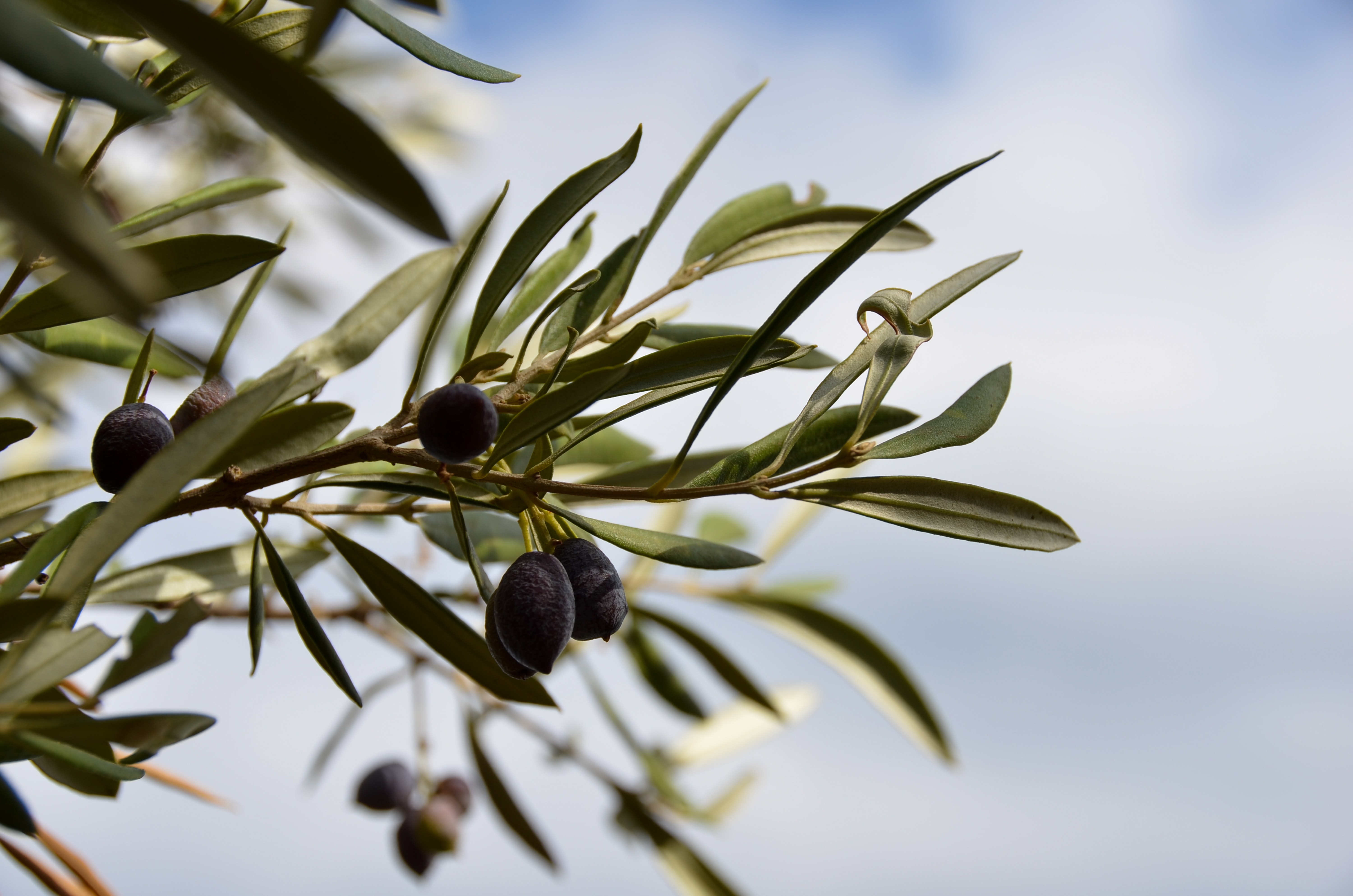 view of olives growing on a tree