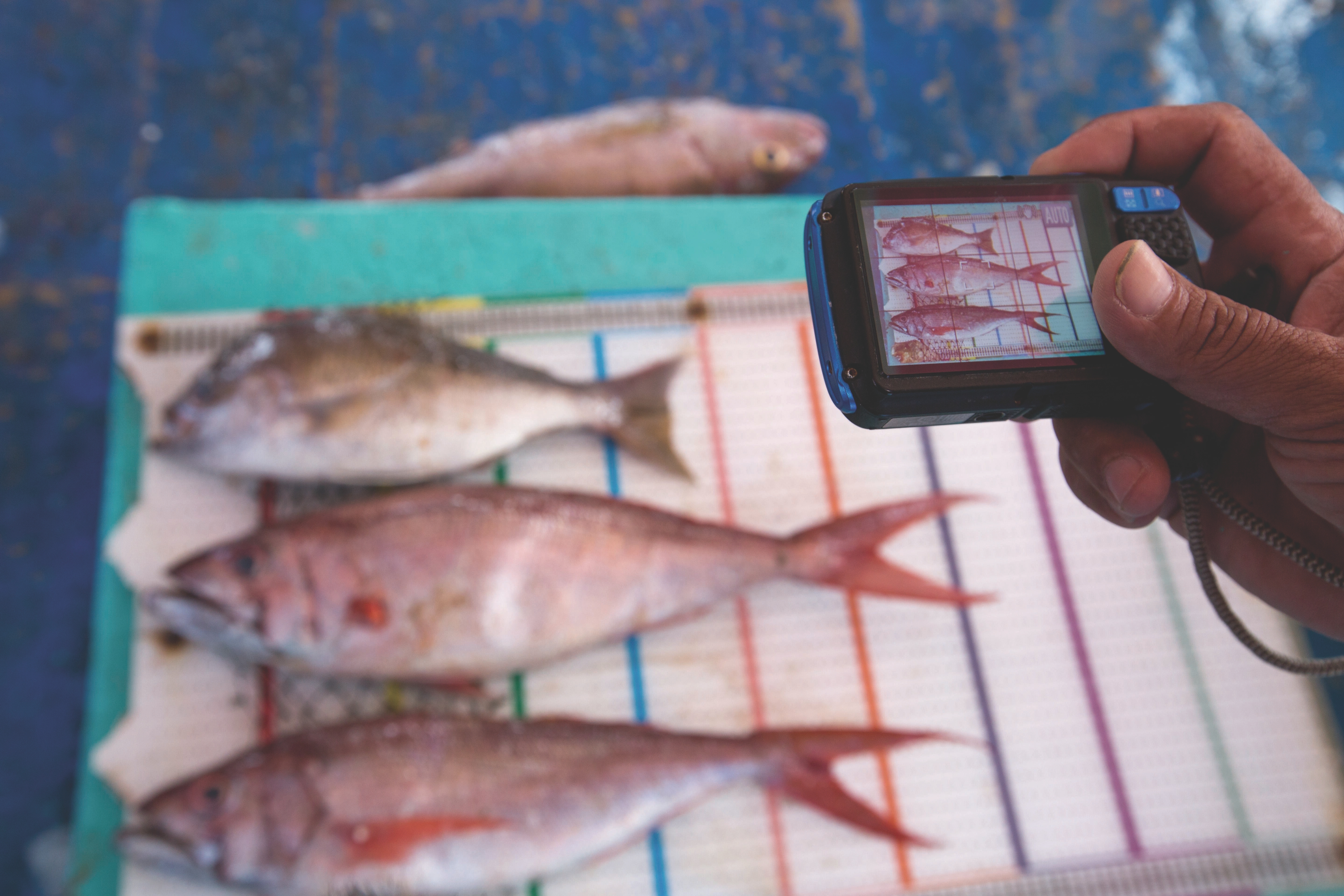 Fish caught by the fishermen on Tetap Setia, a boat participating in TNC's FishFace program.