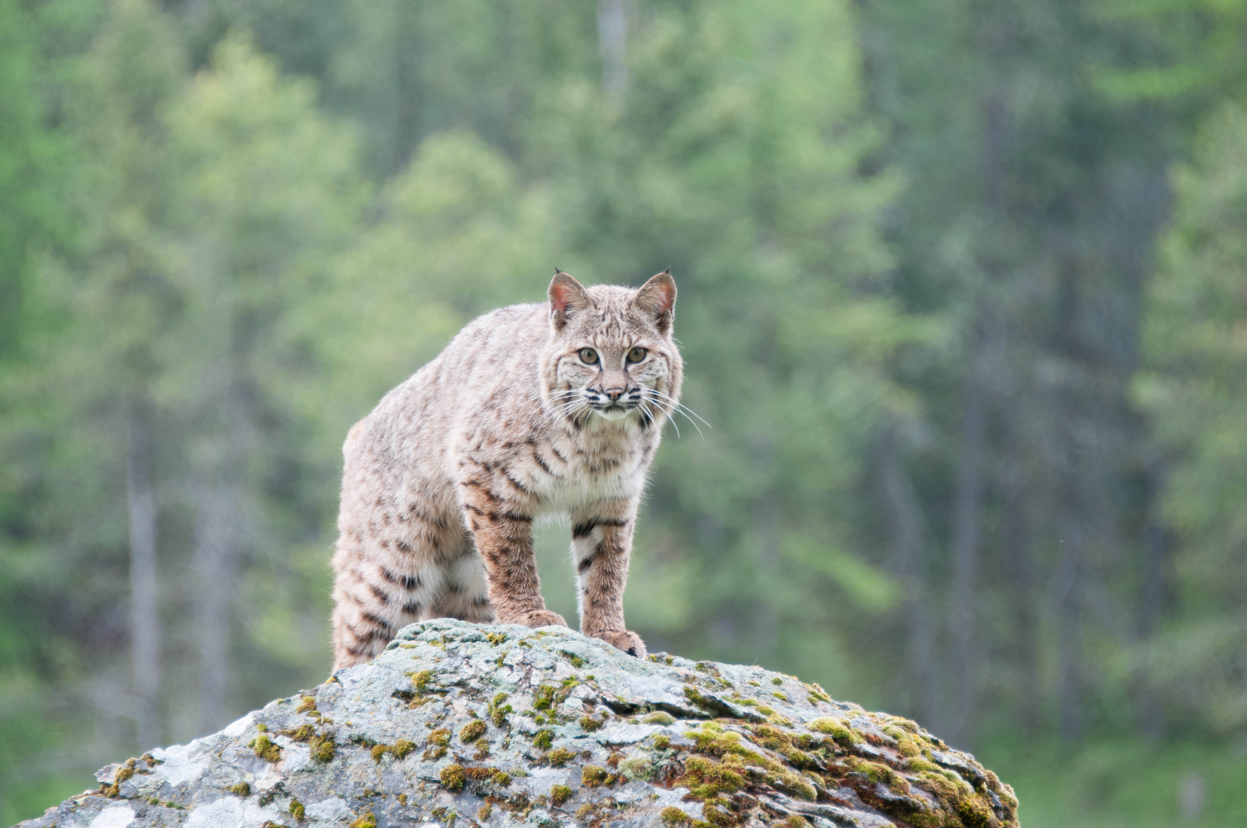 Bobcat stands on large rock in front of forest.