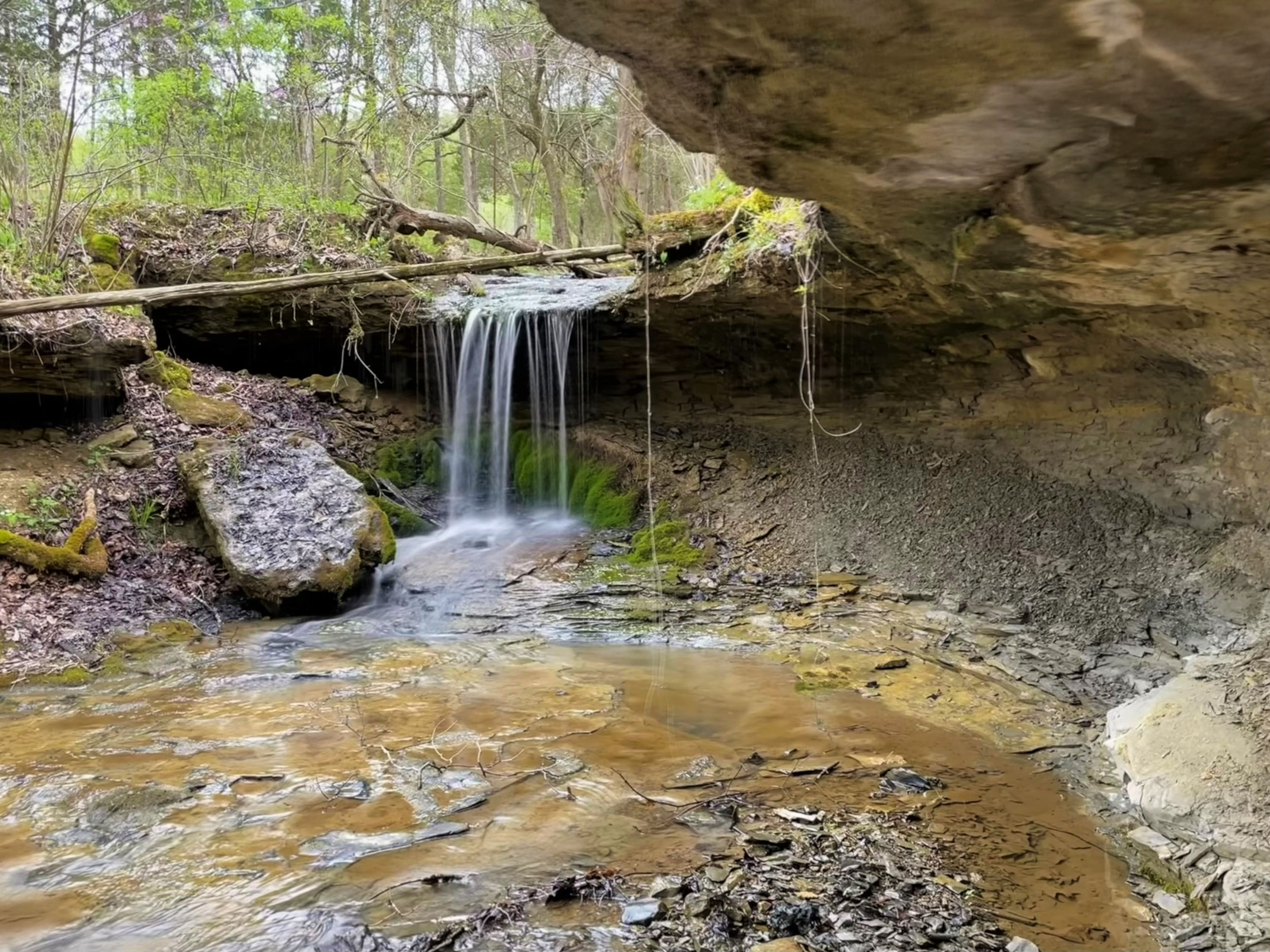 A small waterfall flowing over a rock outcrop in a forested stream. 
