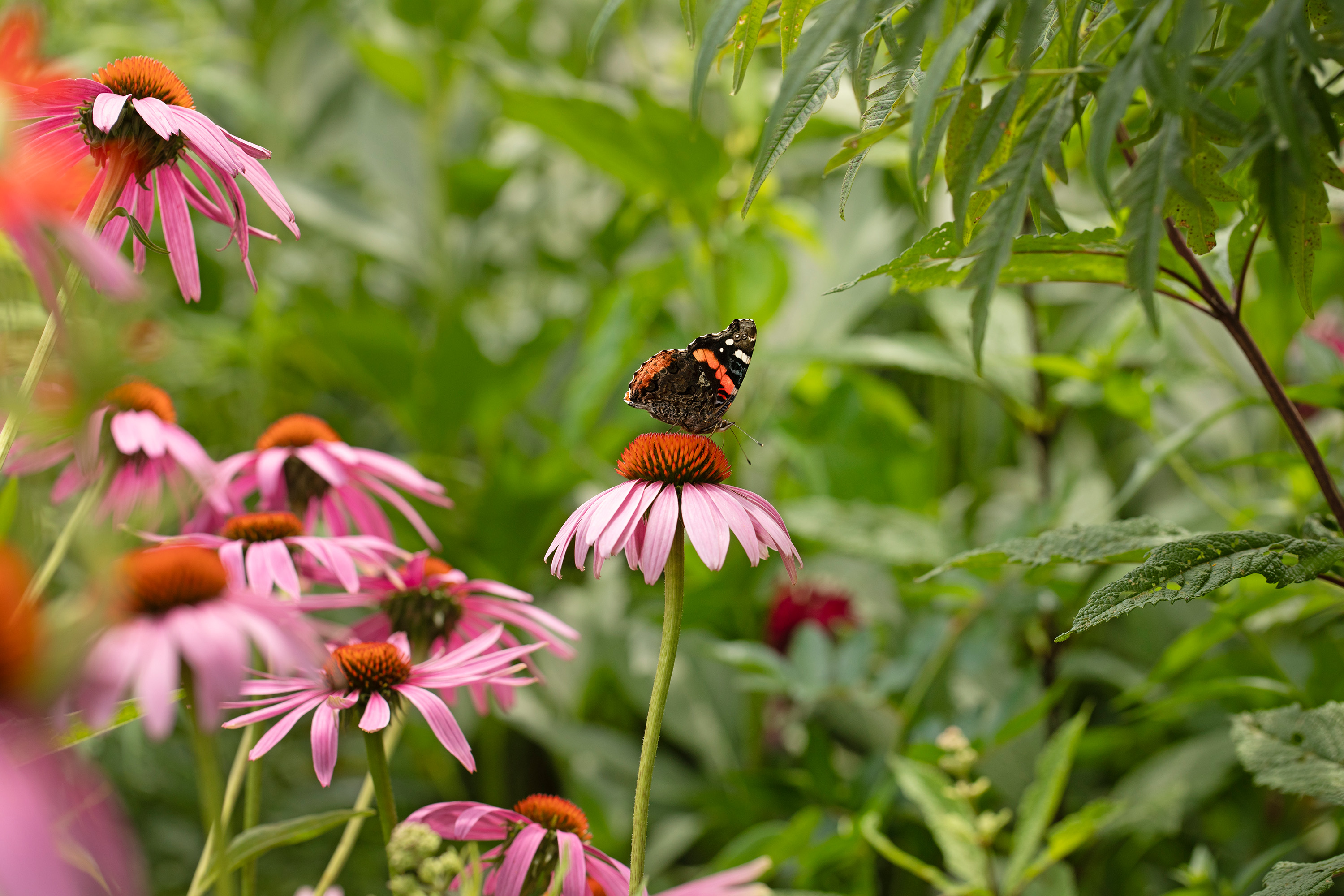 A painted lady butterfly visits a purple coneflower.