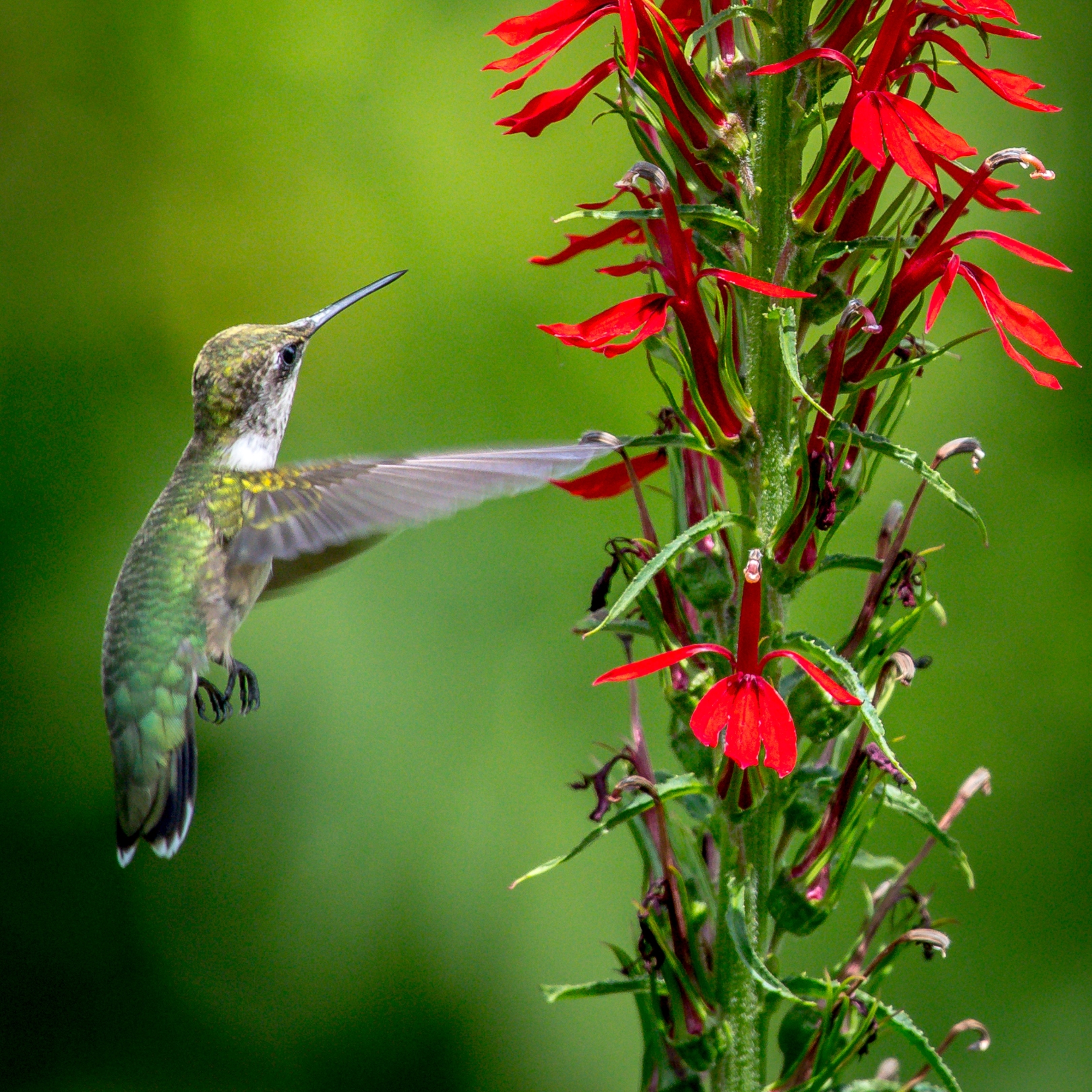 A ruby-throated hummingbird hovers next to a red cardinal flower. 