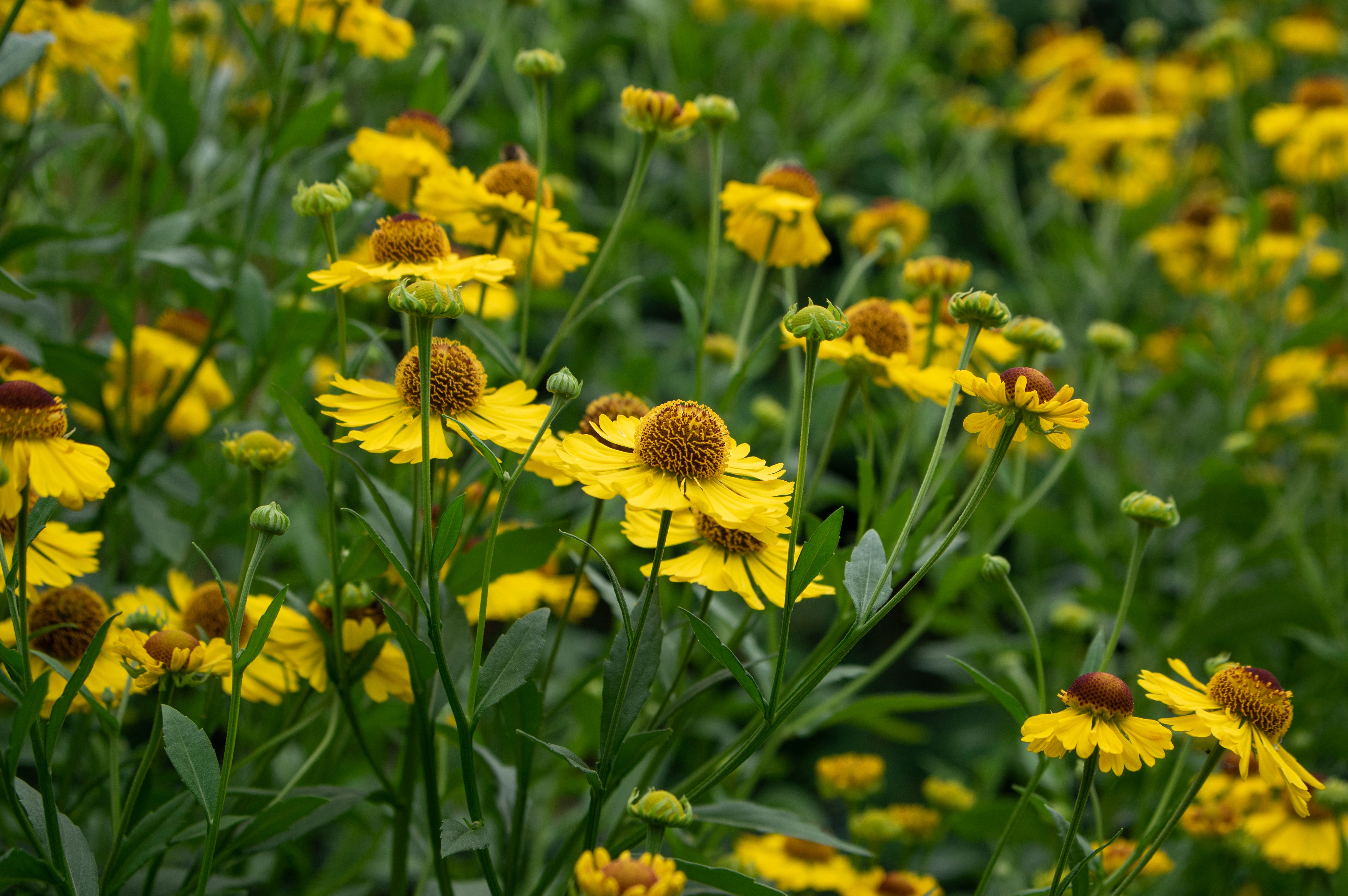 https://www.nature.org/content/dam/tnc/nature/en/photos/ohio-fall-wildfloweres/CommonSneezeweeds-Shutterstock-Iva-Vagernova2.jpg