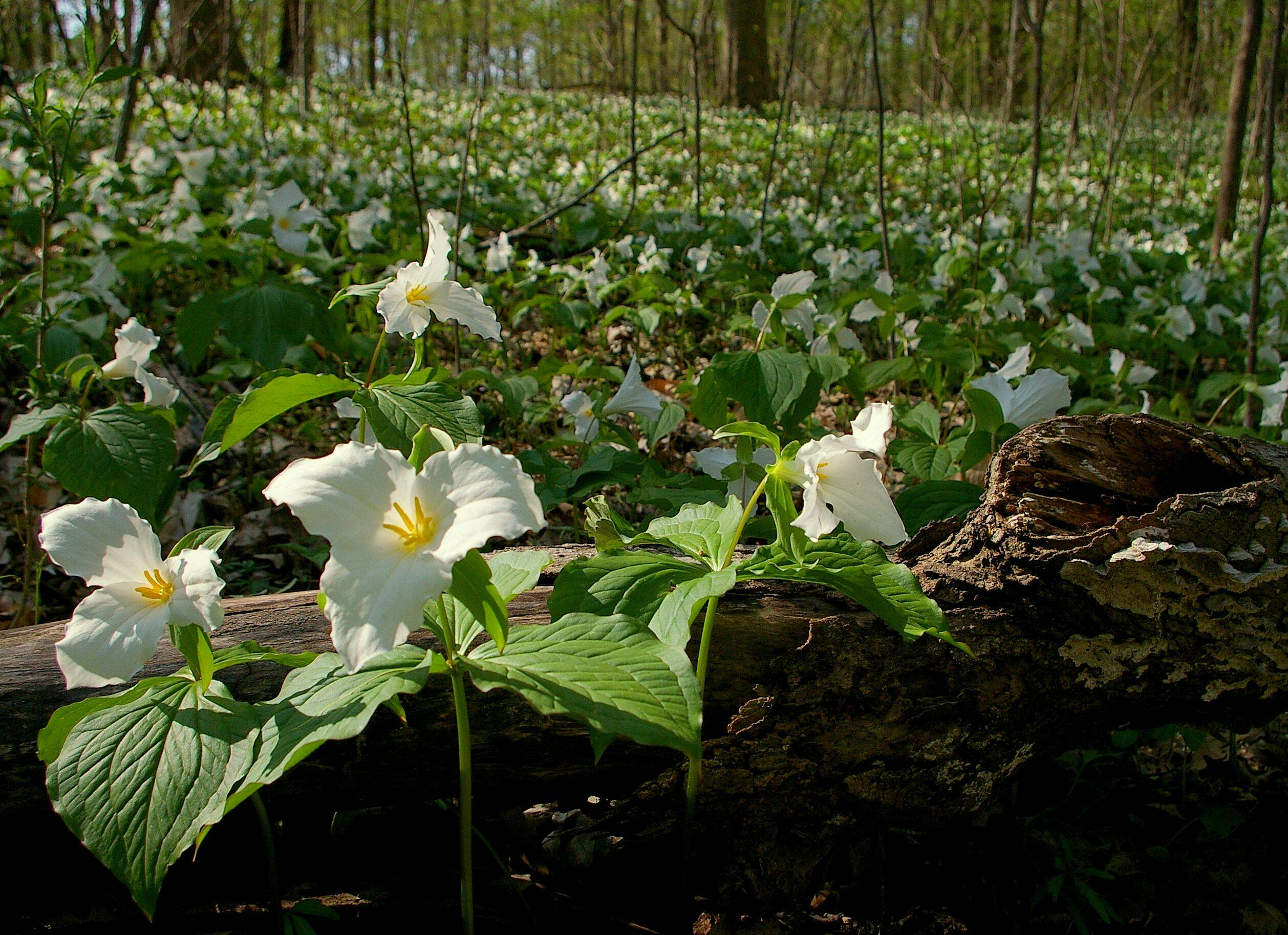 Field of white trillium at Oppenheim Woods Nature Preserve.