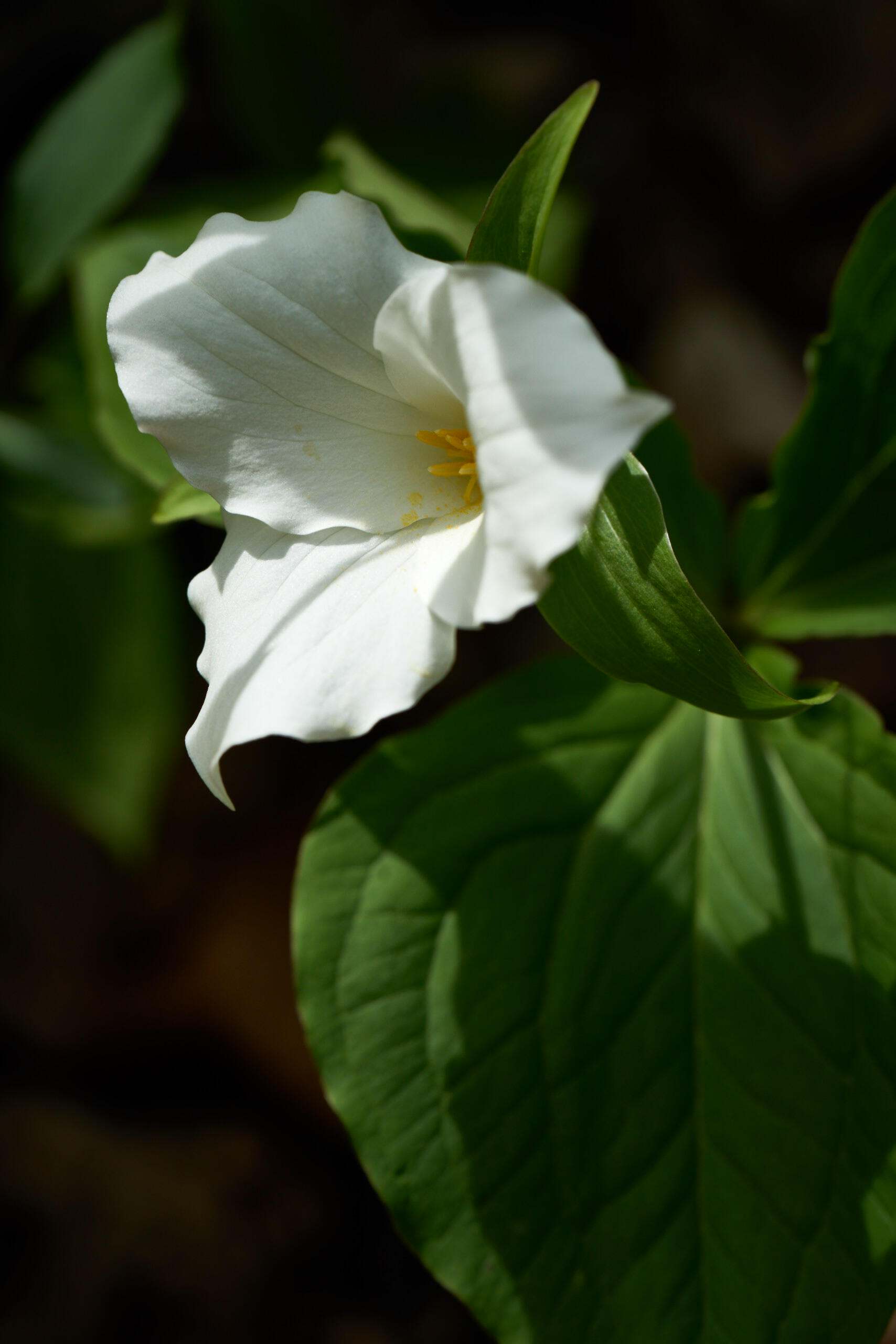 A white trillium bloom. 