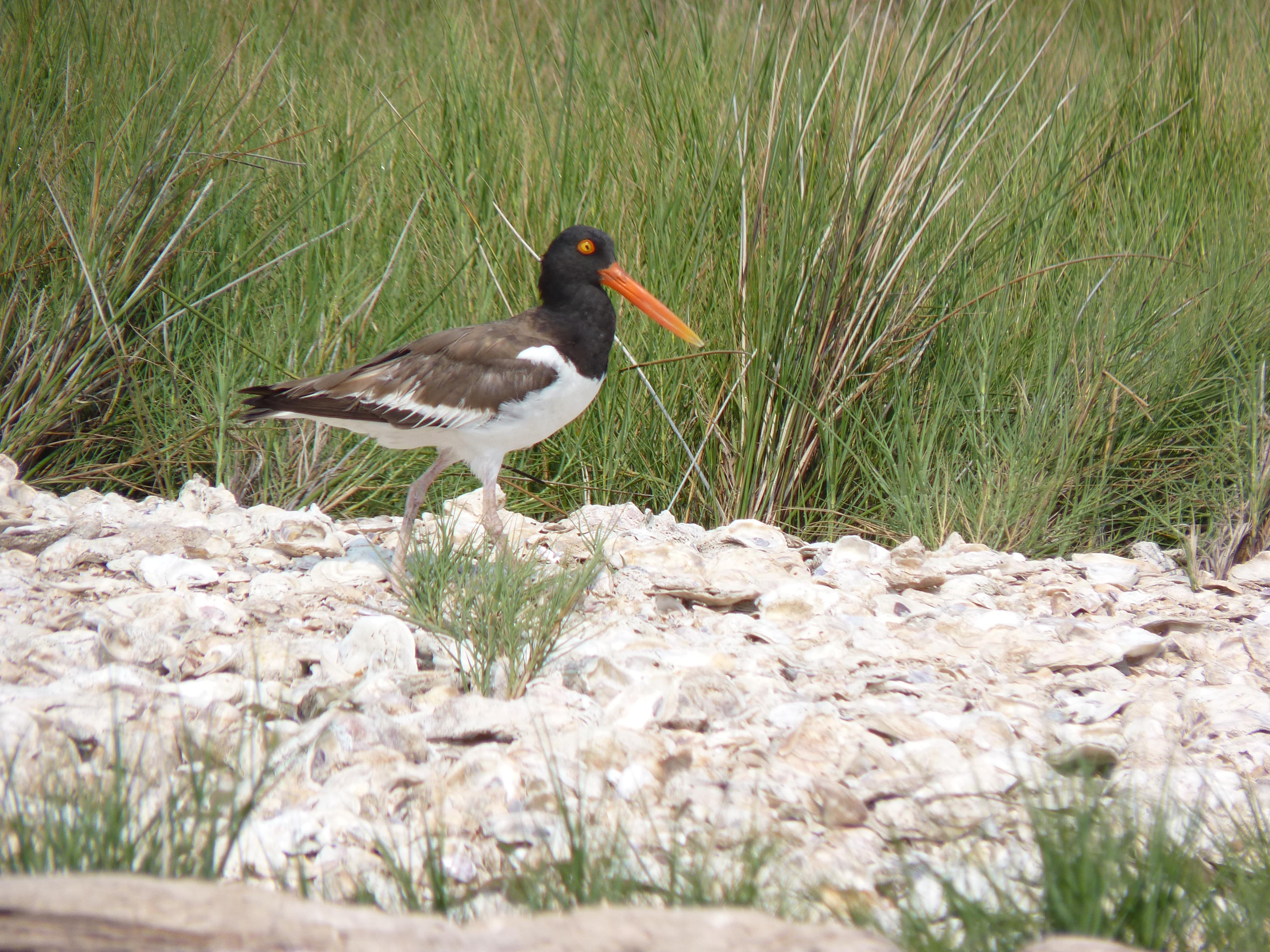 A brown and white bird with a long orange beak rests near a marsh.
