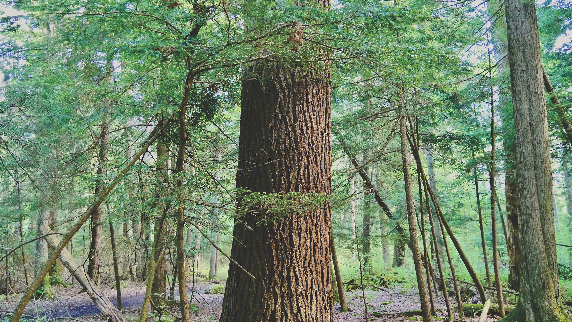 The thick trunk of a large mature tree dominates the foreground in a forest filled with younger, smaller trees.