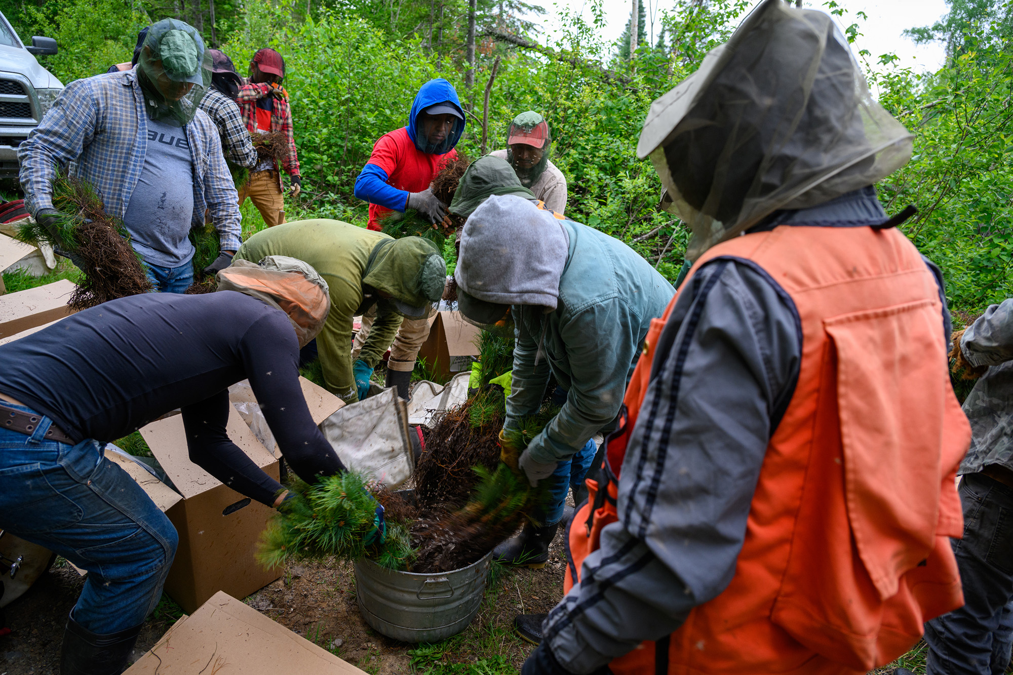 tree planting