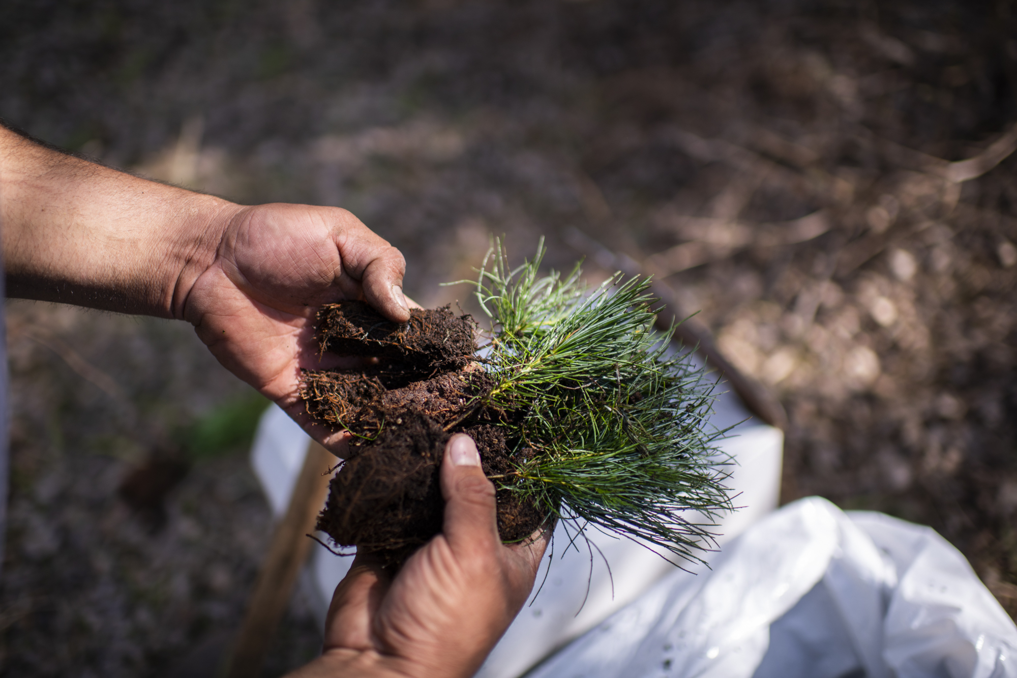 A hand holding a conifer seedling.