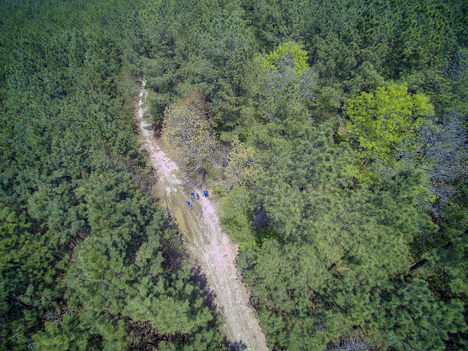 An aerial photo of a a forest with a dirt path in the center.