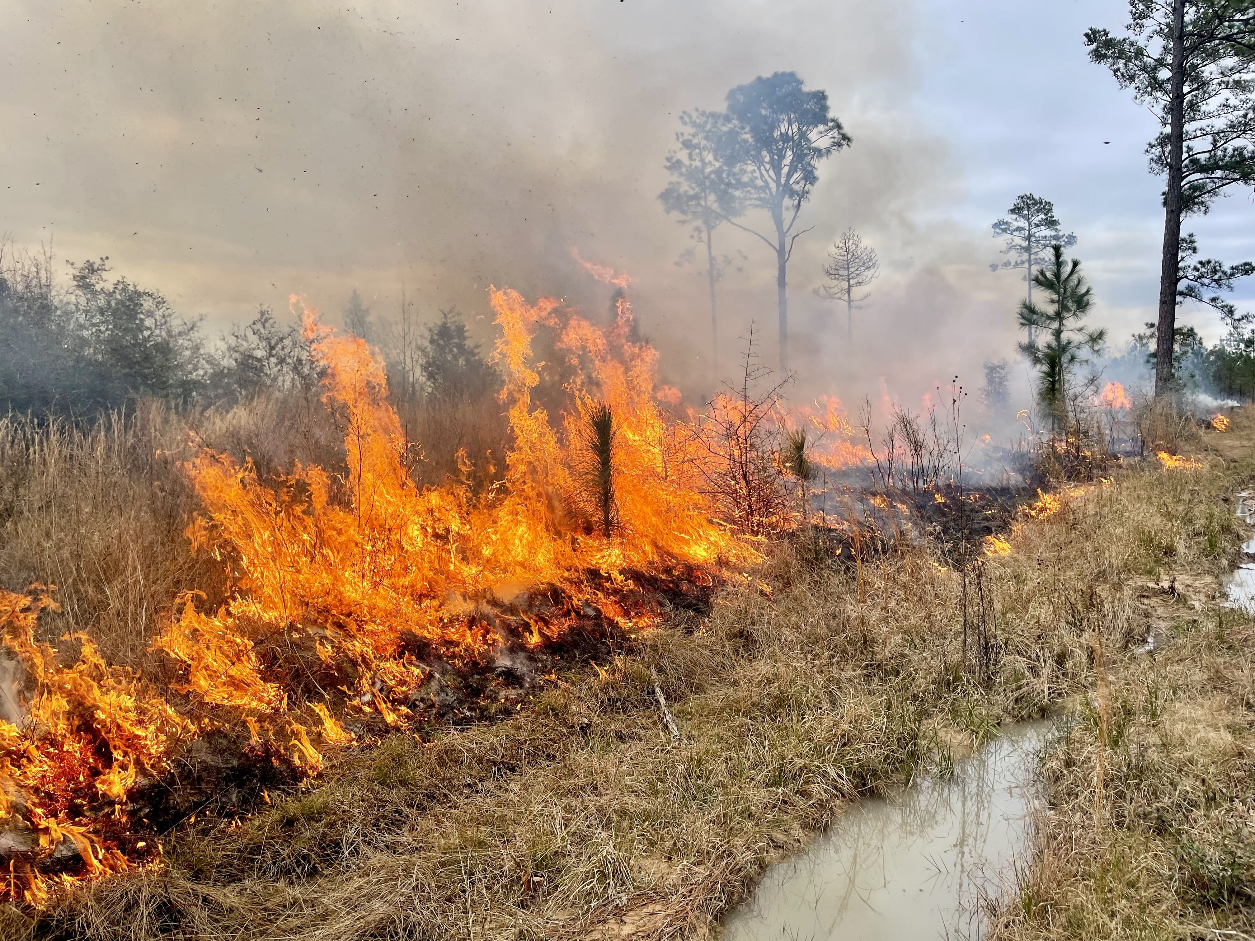 A fire burns in a line next to a brown, grassy landscape.