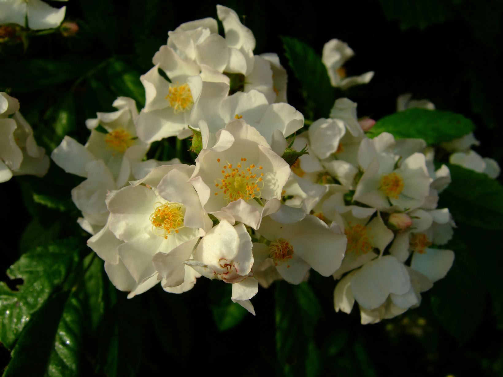 White multiflora rose blooms.