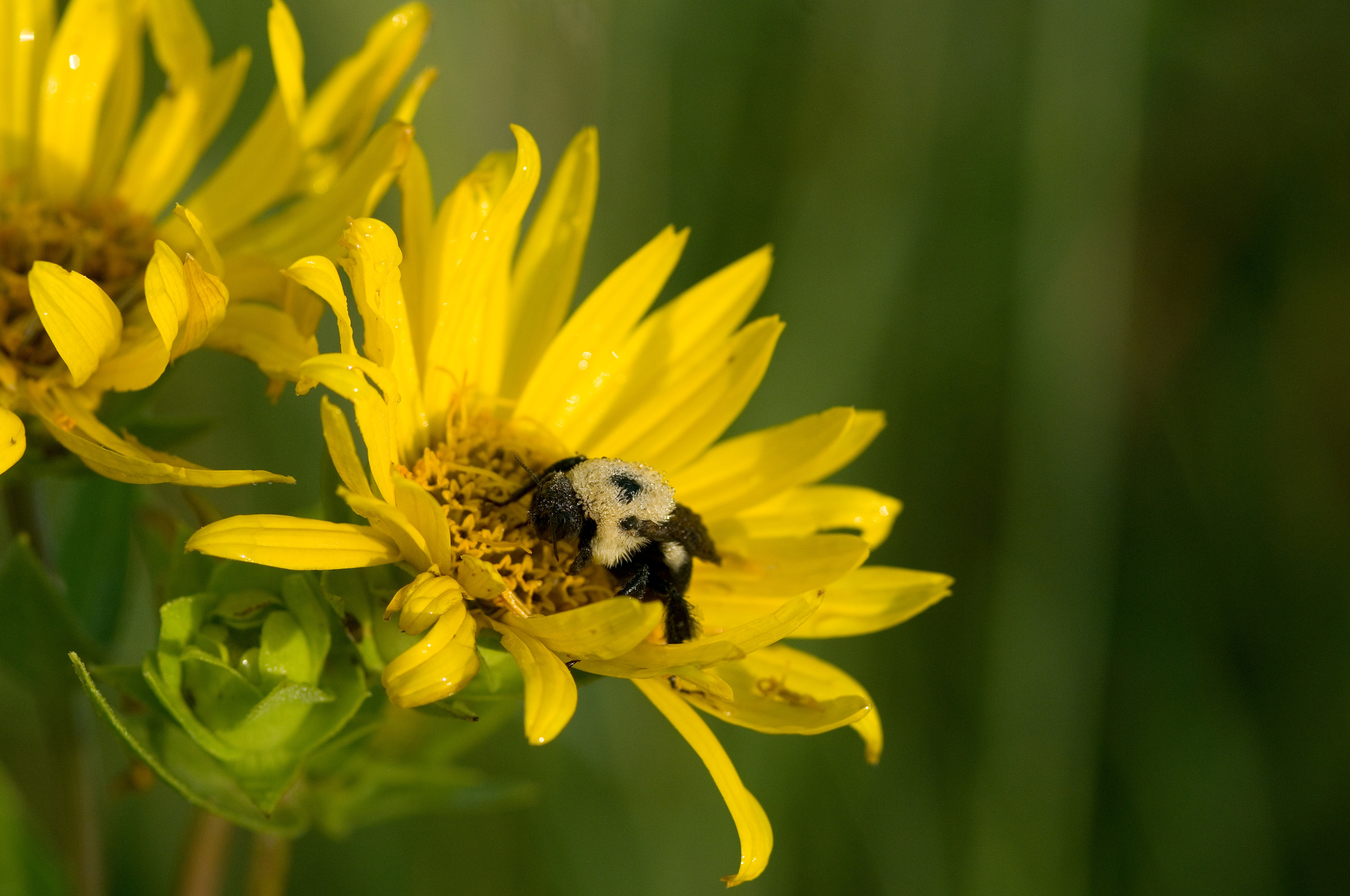 A bee collects pollen in the center of a yellow petaled flower called Siliphium or Rosinweed.