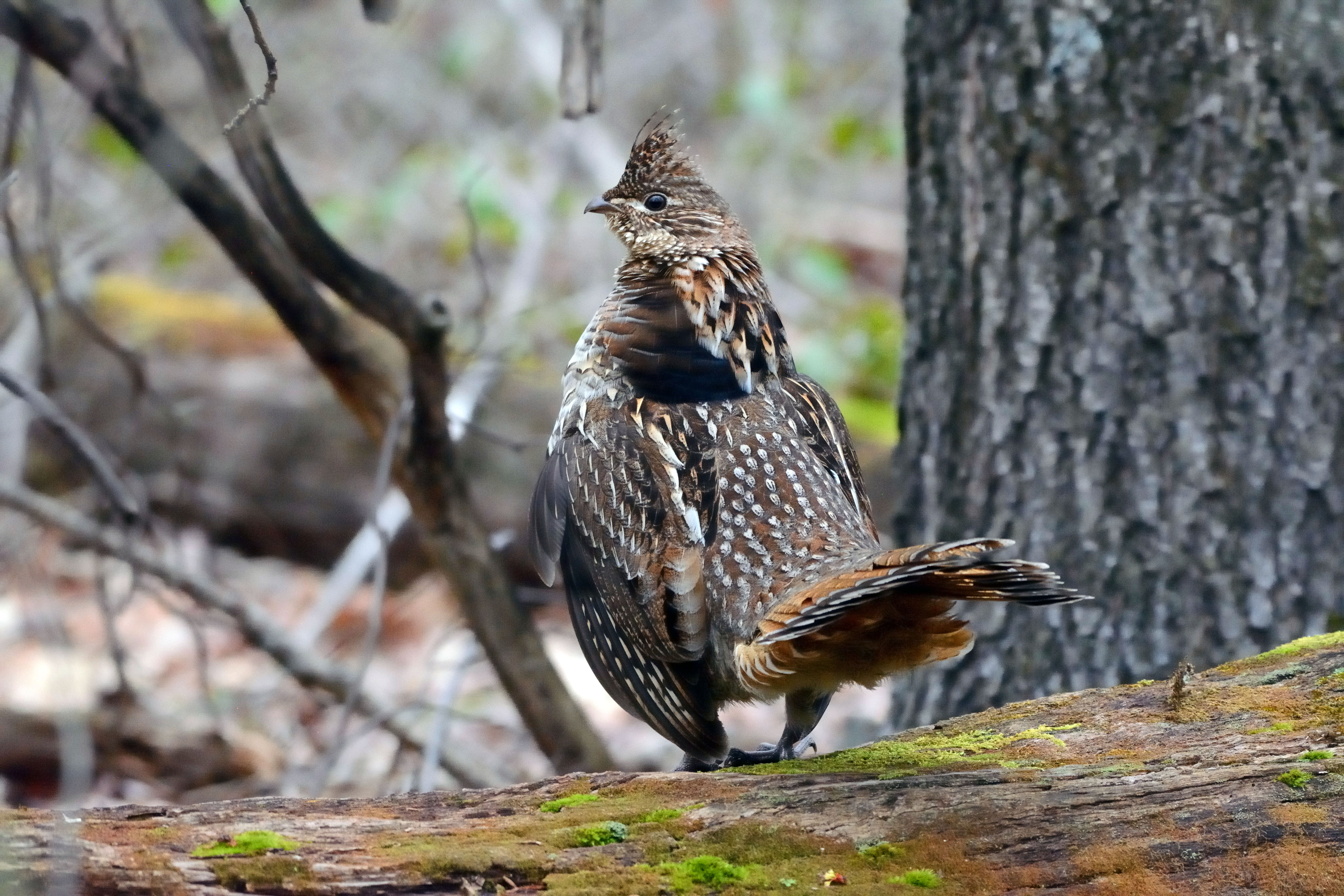 Brown and white speckled bird with ruffed feathers.