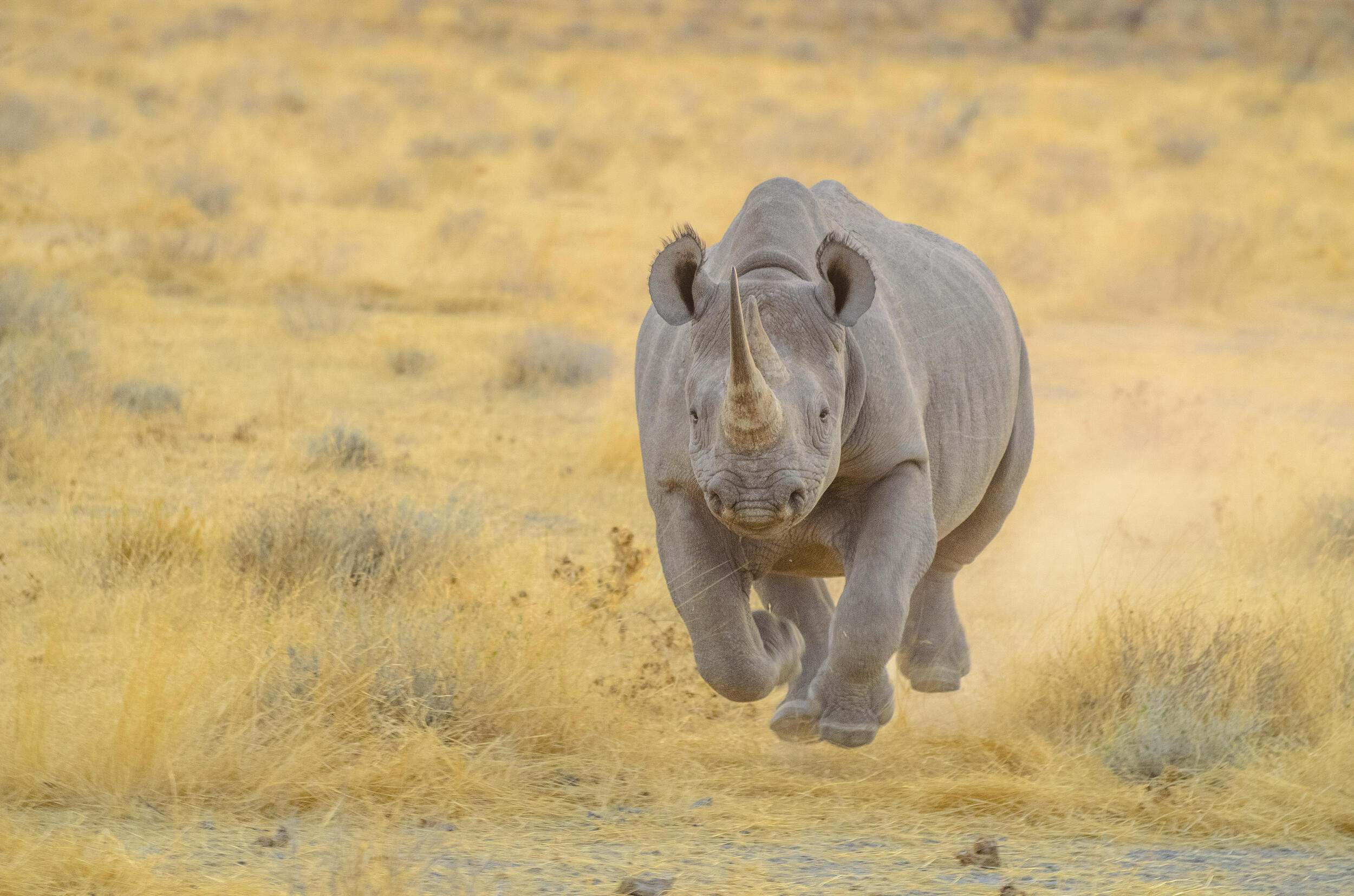 A black rhino running.