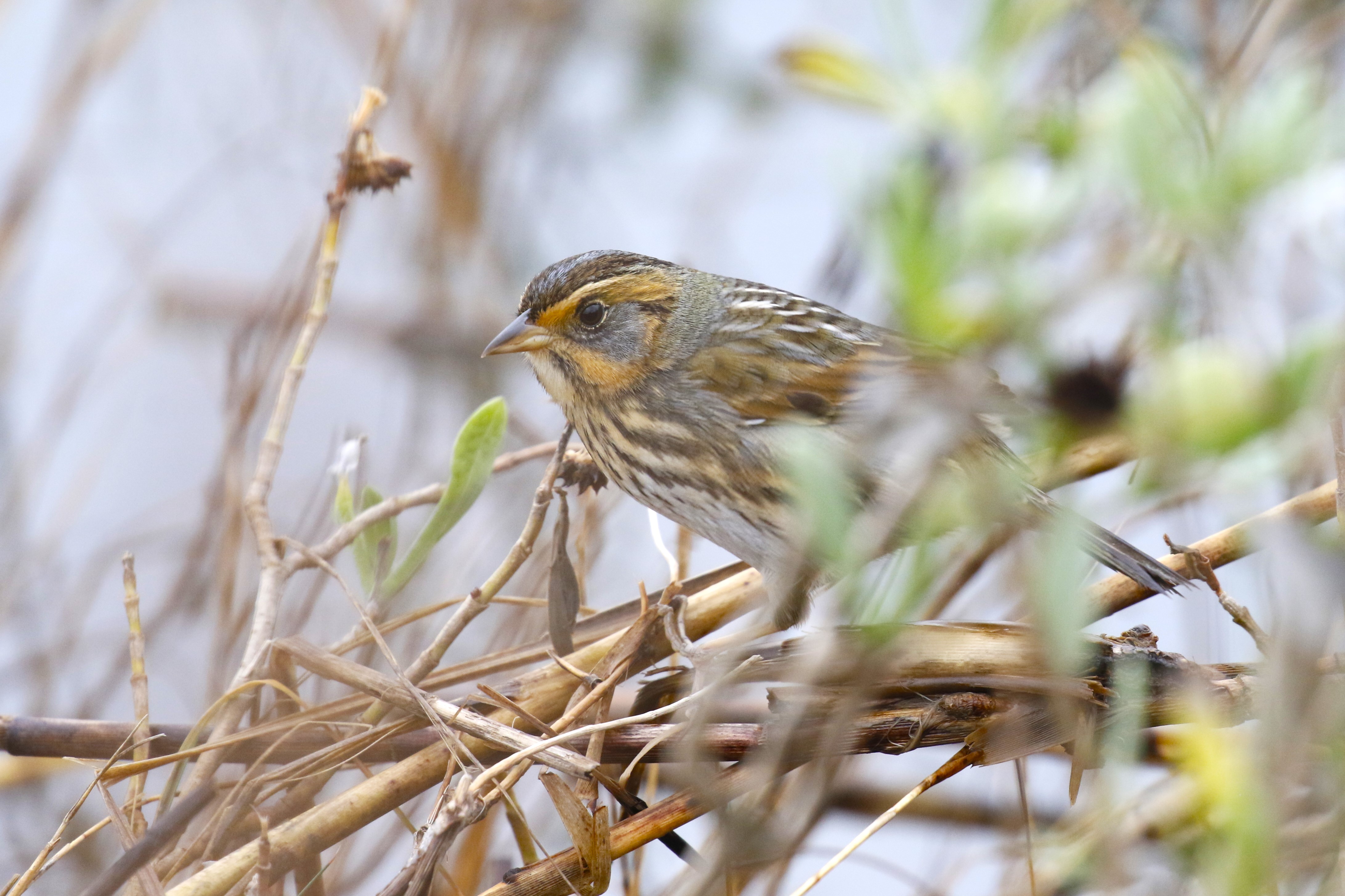 Saltmarsh Sparrows are flashes of color hidden in the brown expanses of tidal saltmarshes, their only home.