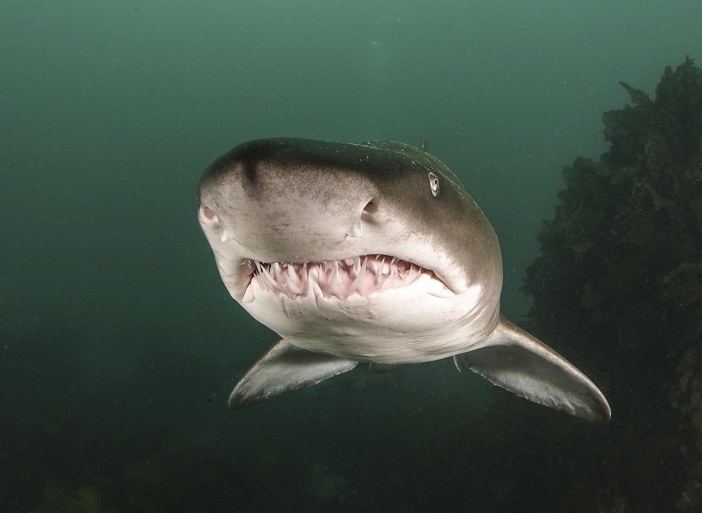 Are There Sharks in New Jersey? - New Jersey Digest