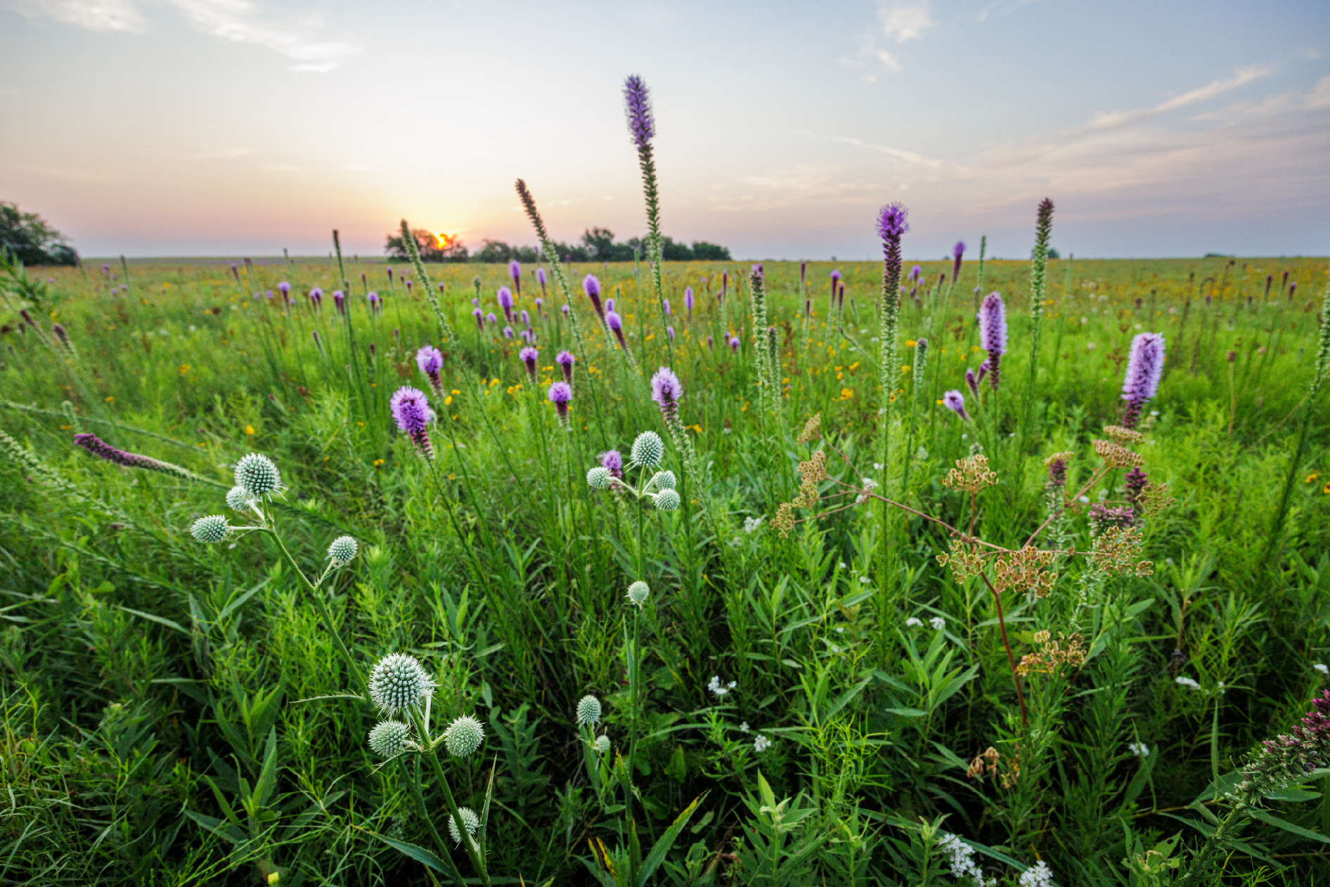 Purple pom-pom-like flowers and long fuzzy purple flowers in a field of green grass.