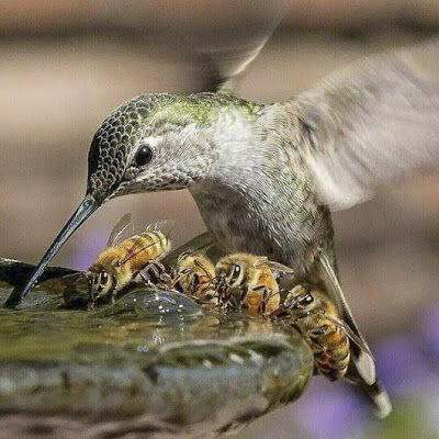 A hummingbird and bees drink from a bird fountain.