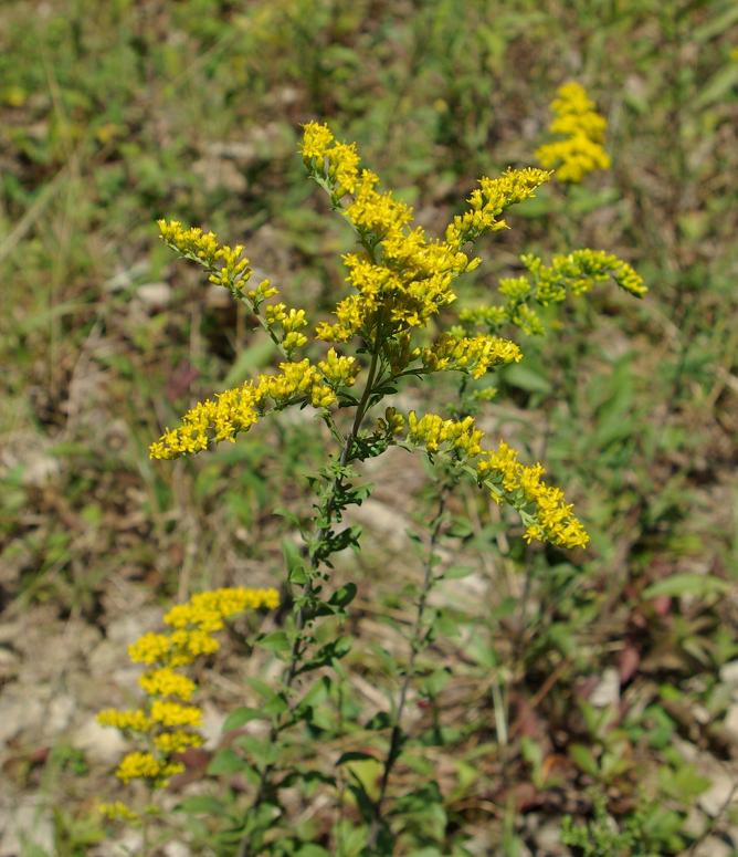 A green plant blooms with small yellow flowers