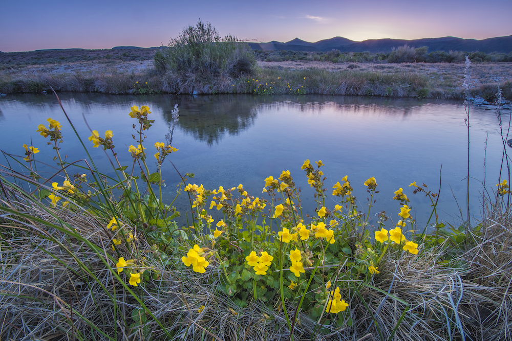 A pond with bright yellow flowers in the foreground.
