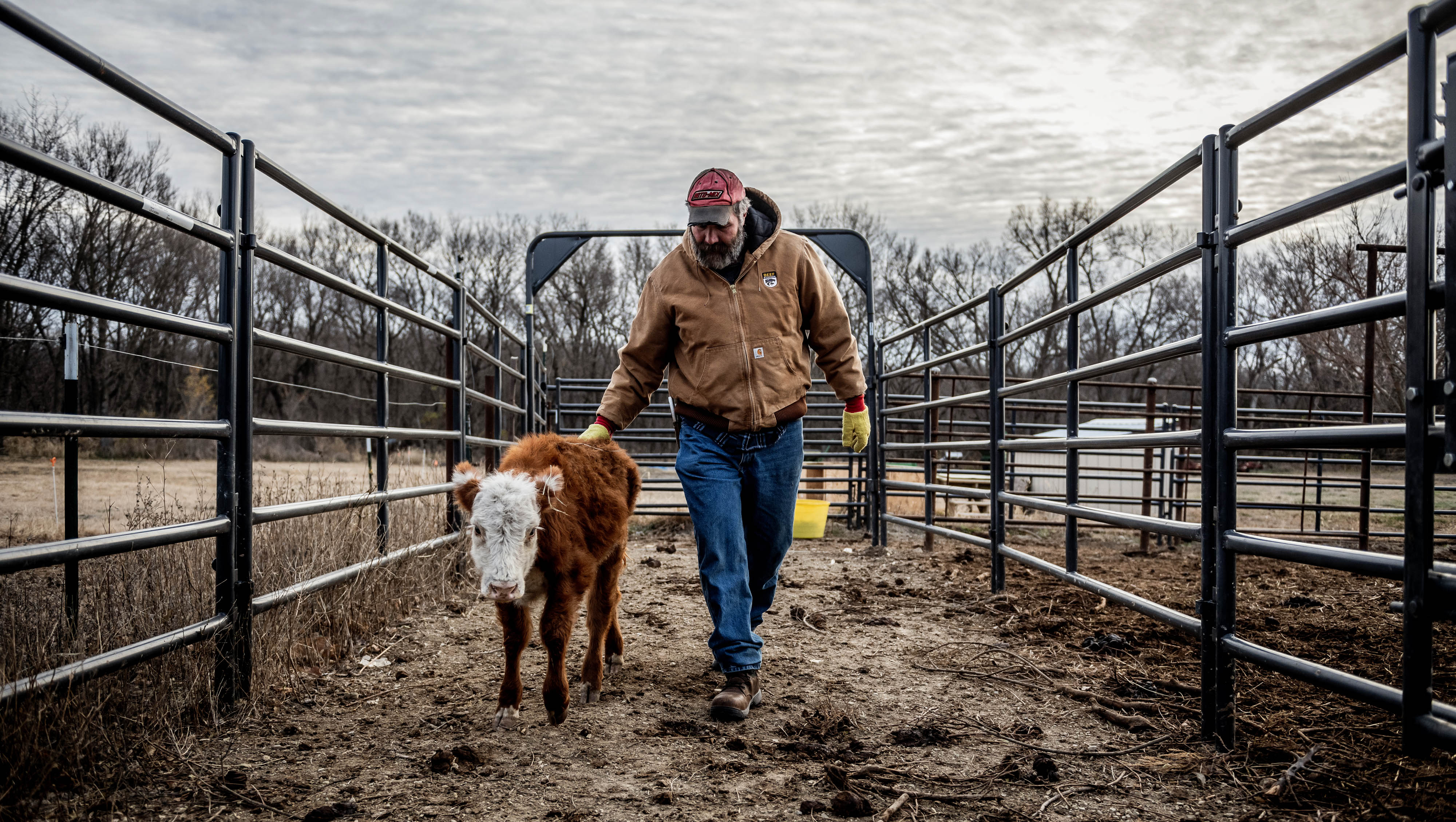 a farmer walking side by side with a calf on a farm.