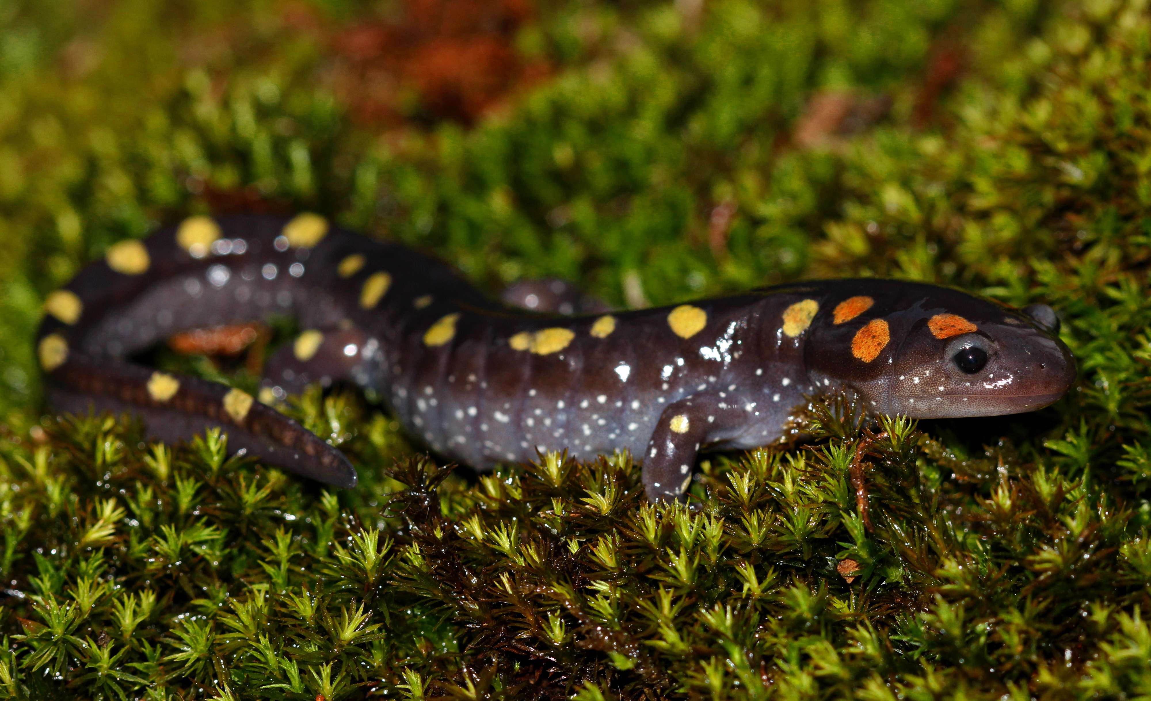 A salamander with a long tail and red stripe running down its back sits nestled in a patch of moss.