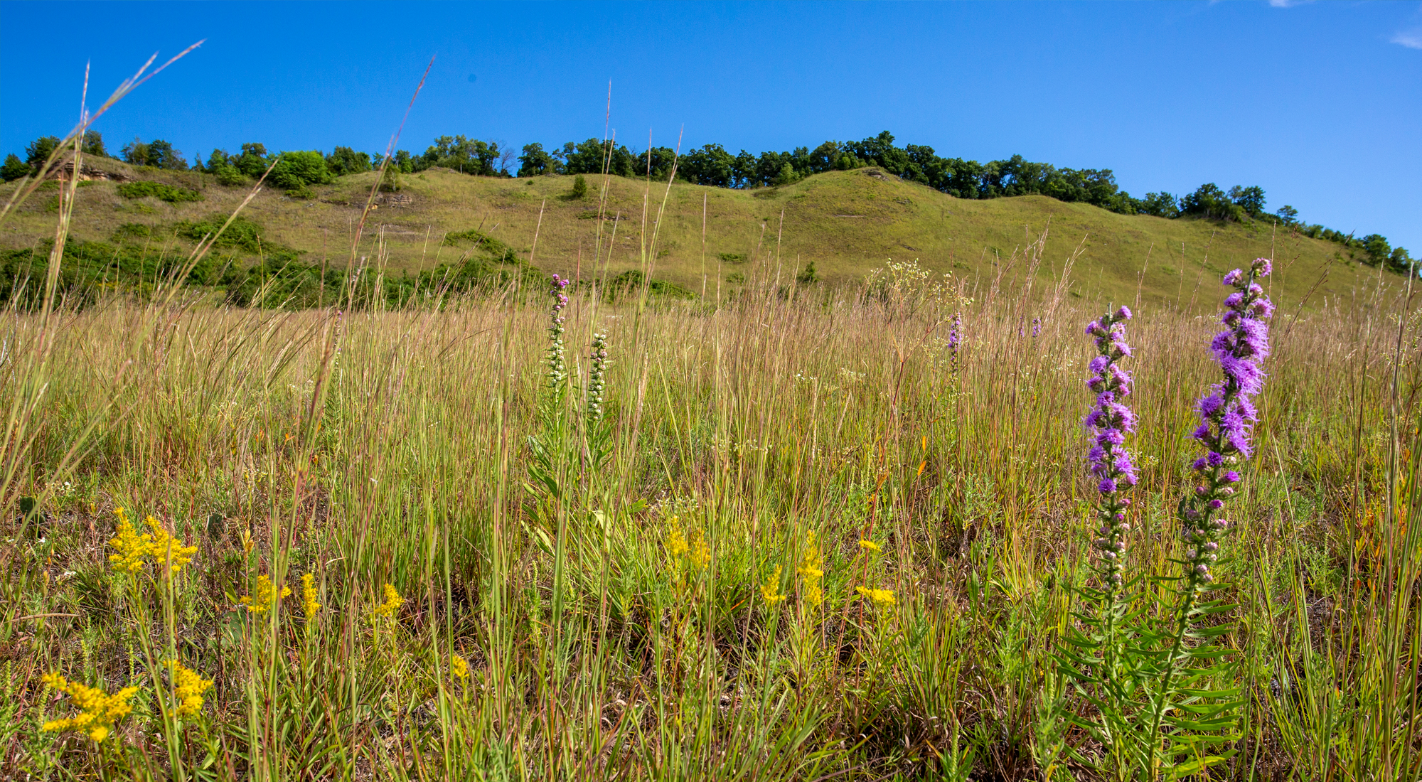 Prairie wildflowers under a blue sky.