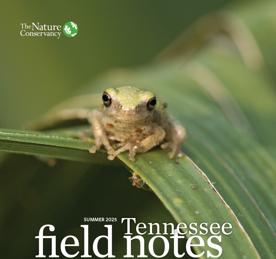 A green frog over a leaf.