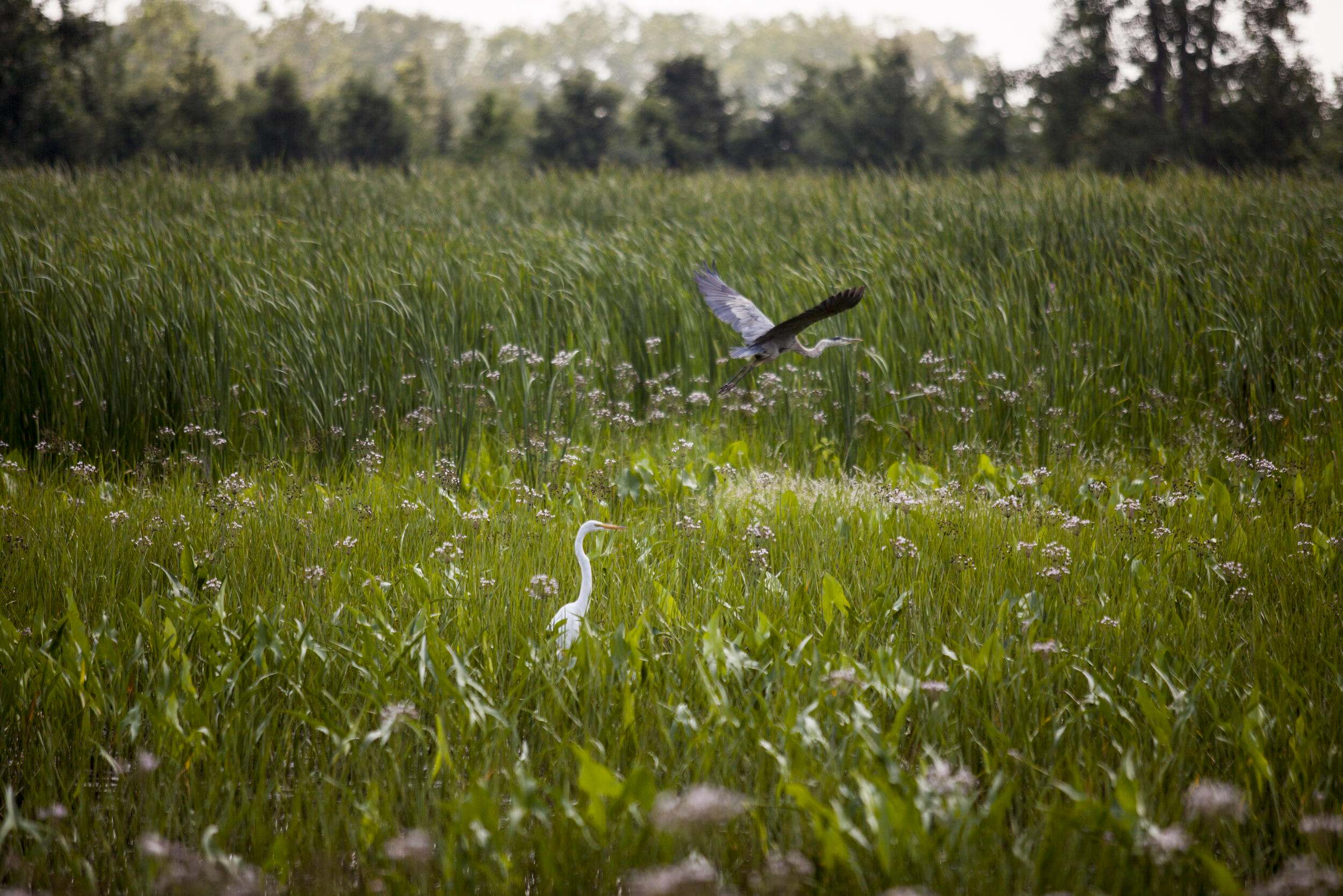 A great blue heron and egret in a wetland habitat. 