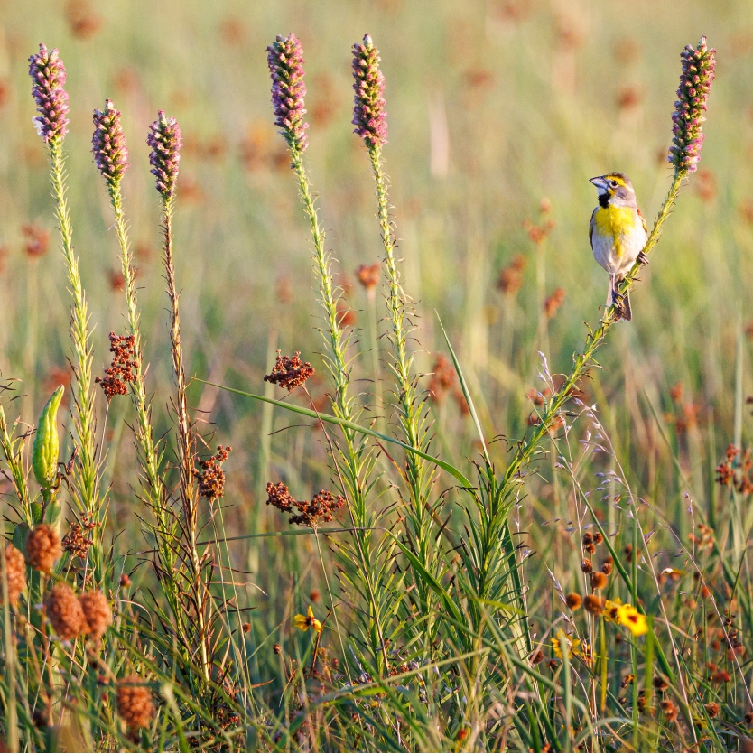 A yellow and white bird sits on tall green grass with purple flowers.