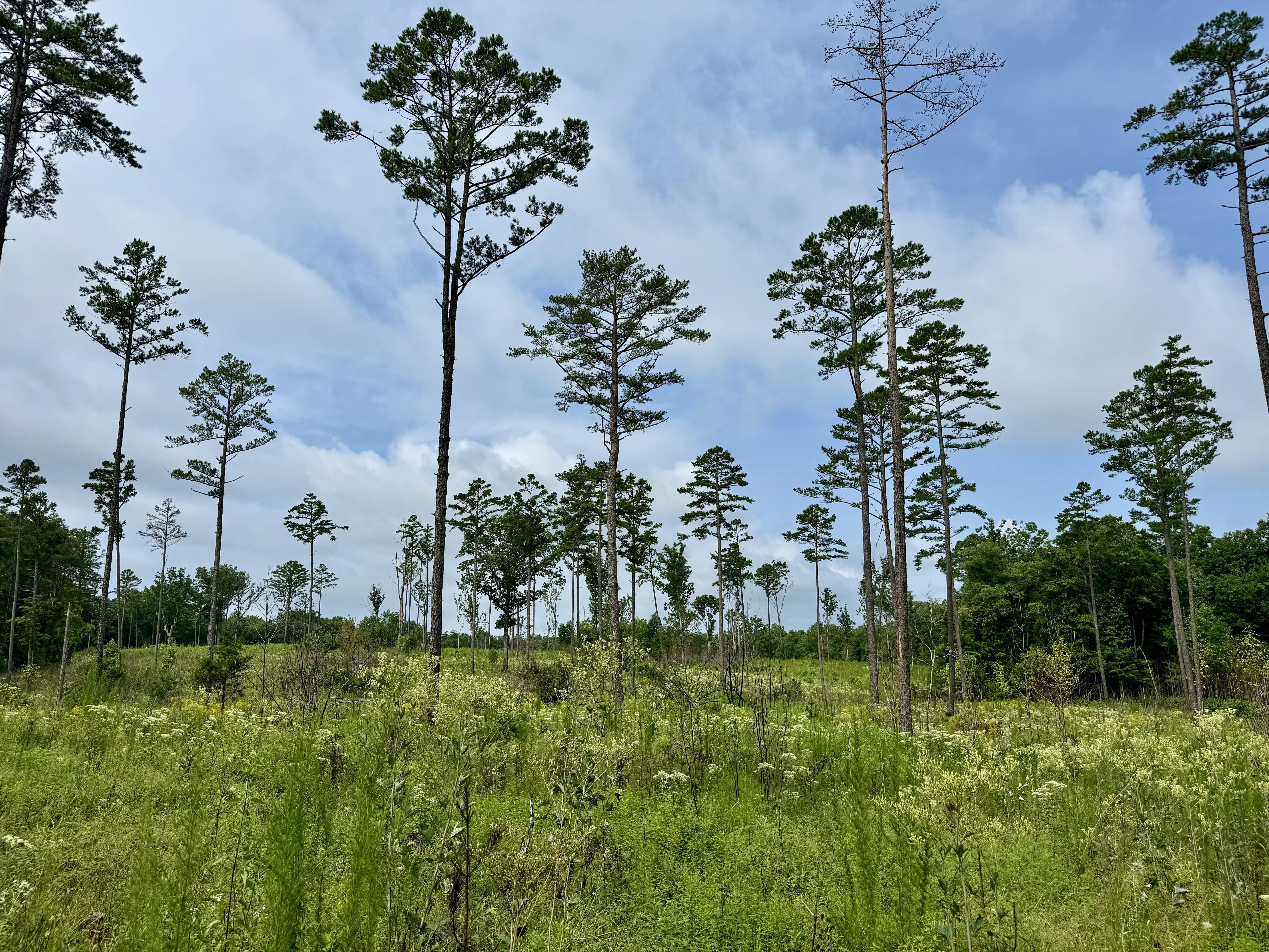 Tall trees are interspersed with grasses across a landscape.