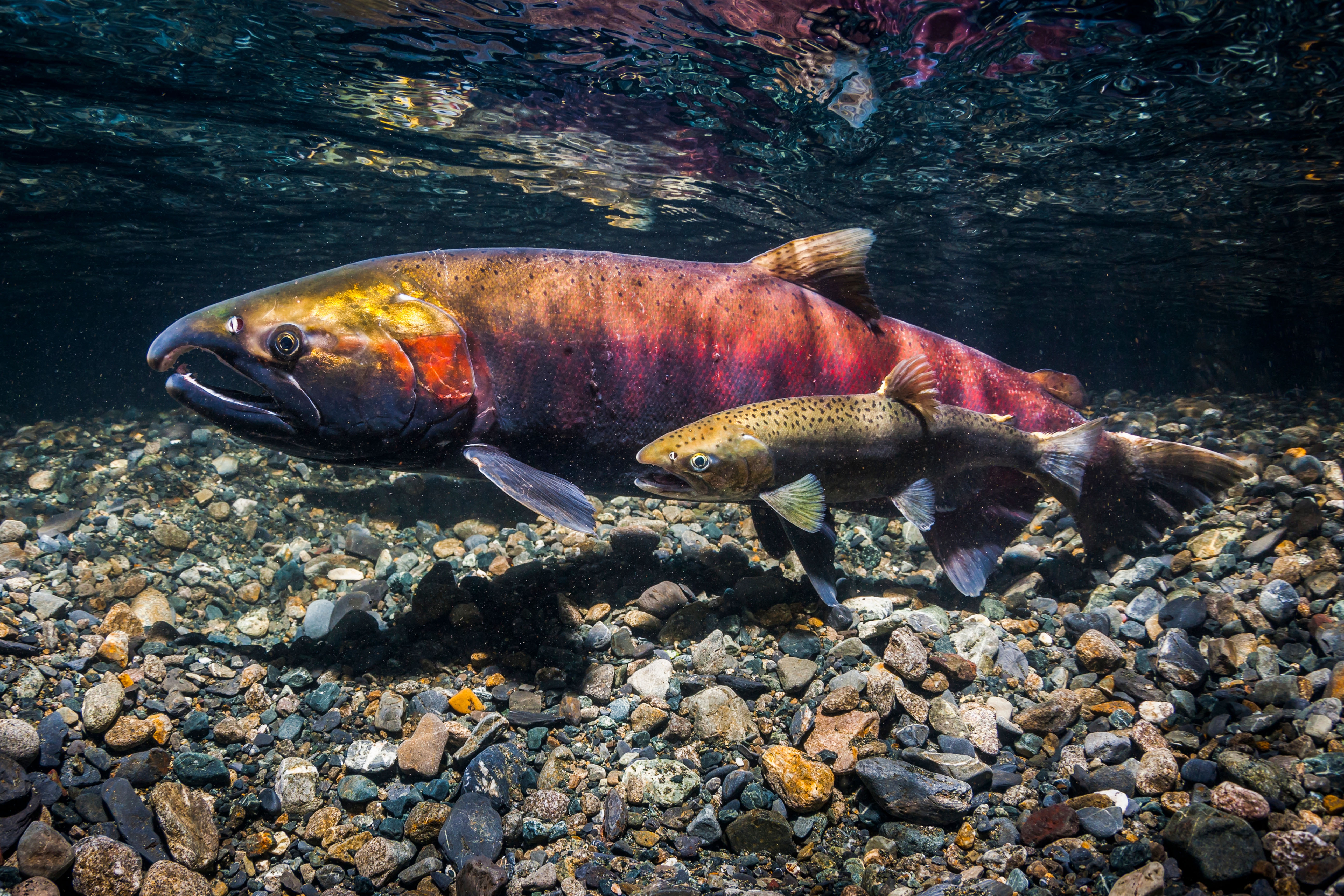 Female Coho Salmon, also known as Silver salmon (Oncorhynchus kisutch) being courted by a jack.