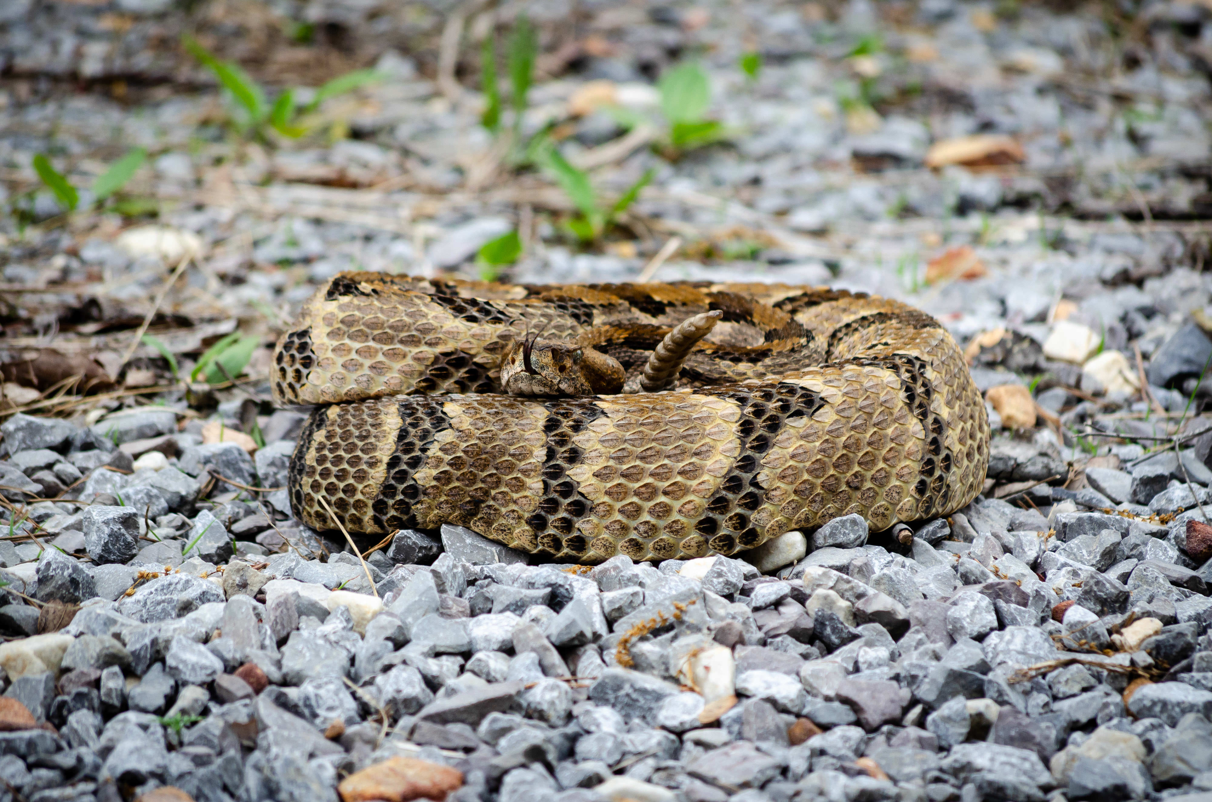 Timber rattlesnake curled up on gravel.