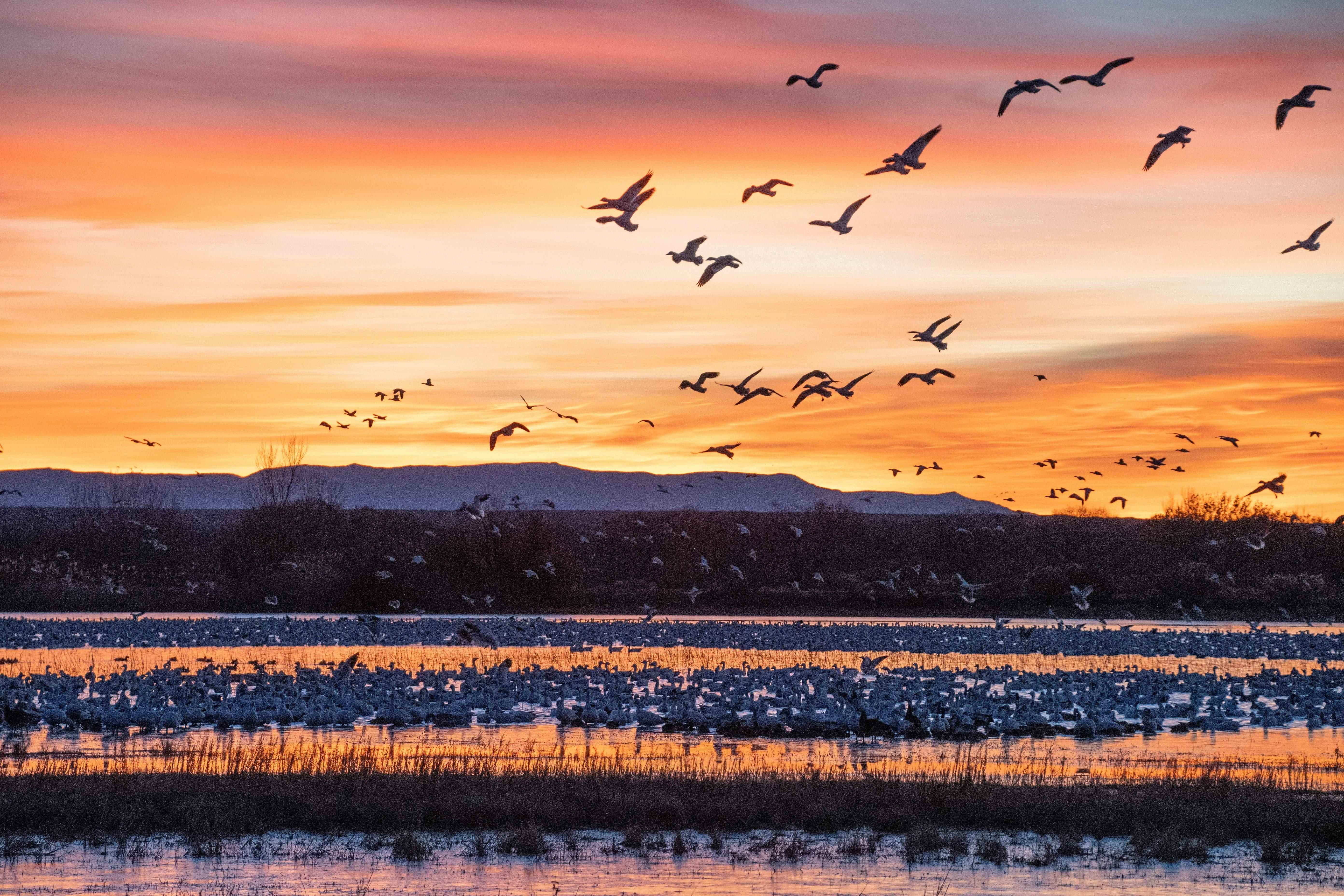 Snow geese at sunrise in New Mexico.