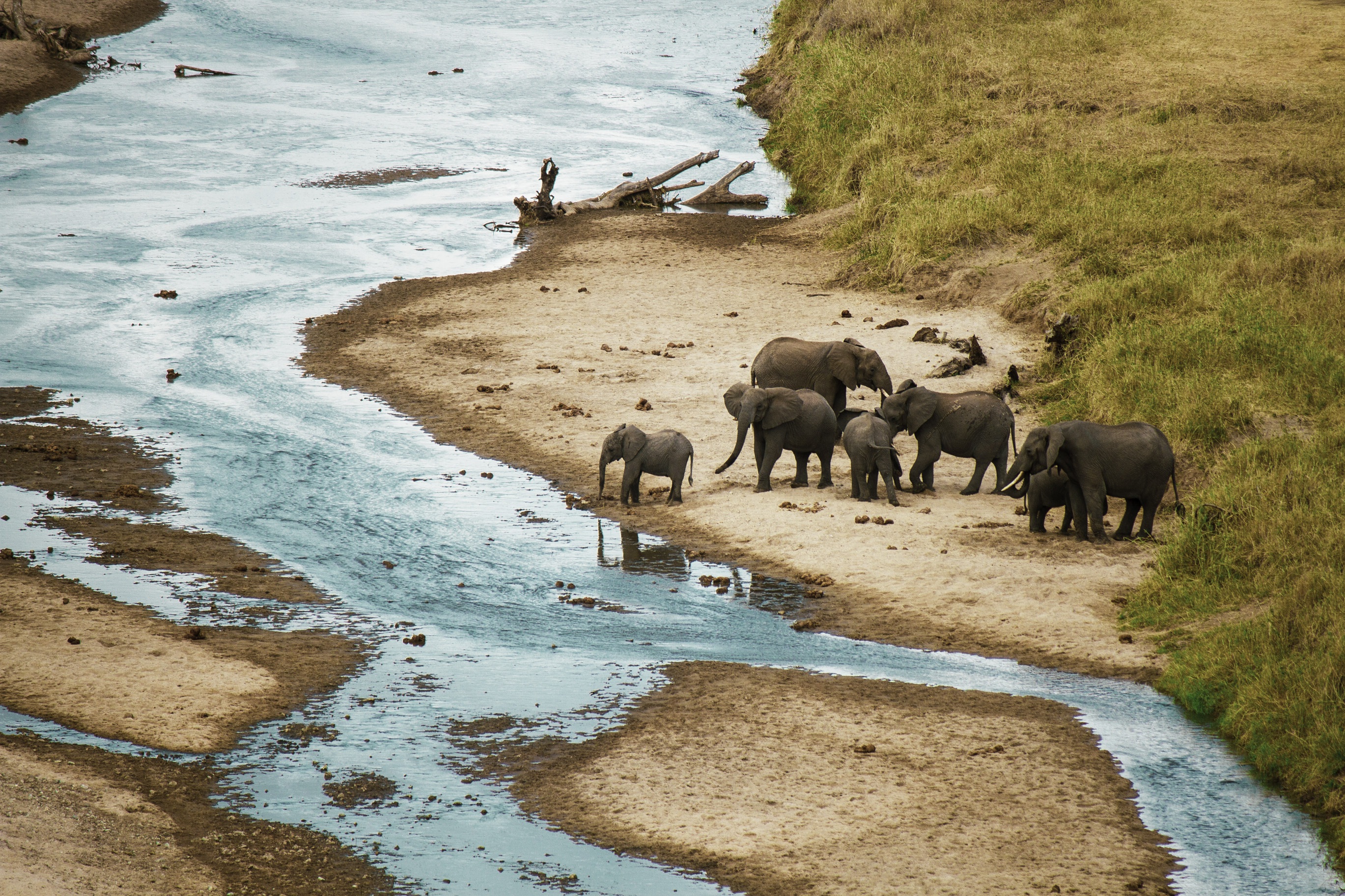 Elephants crossing a river in central Africa.