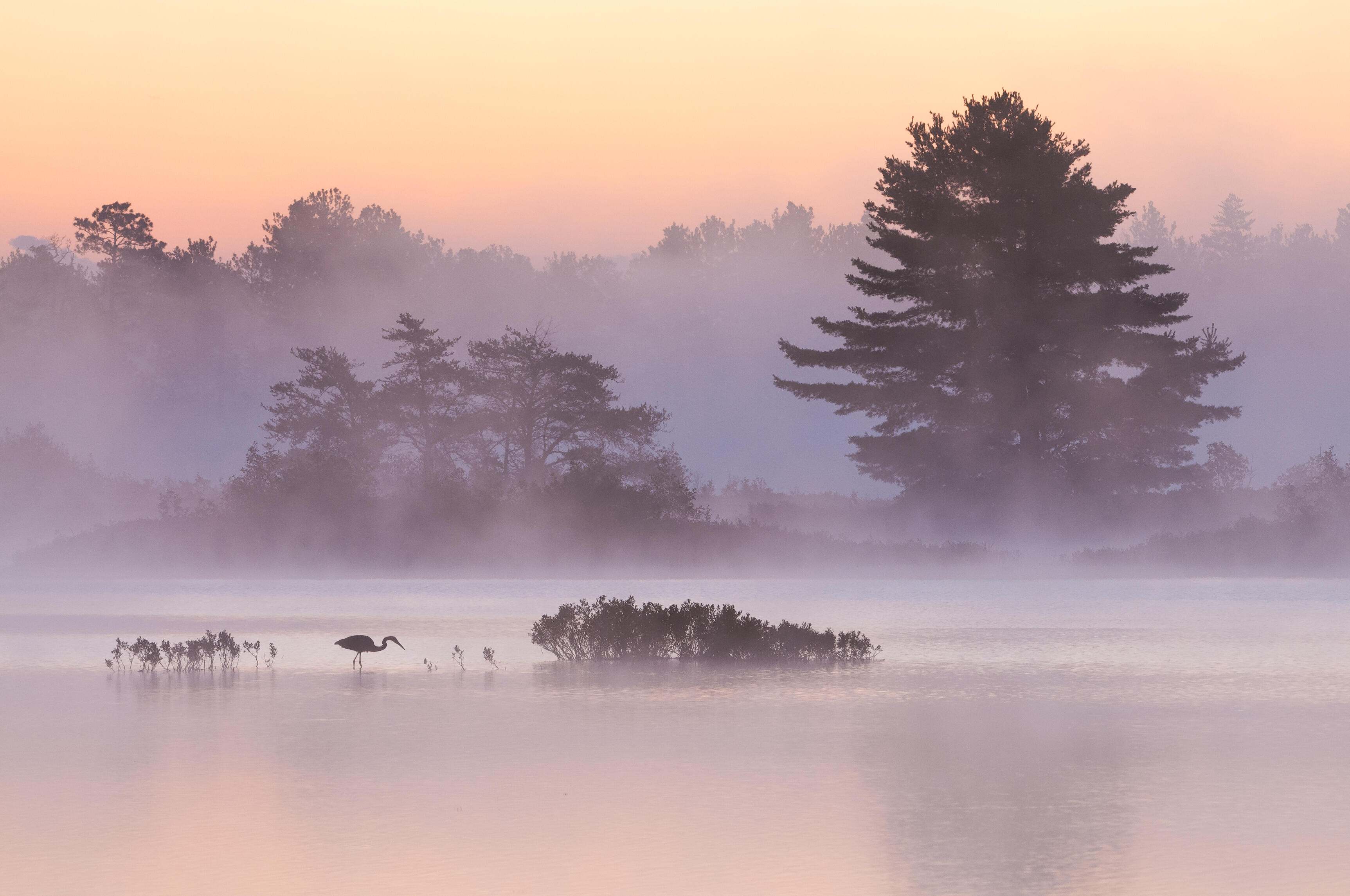 A great blue heron hunting in a lake.