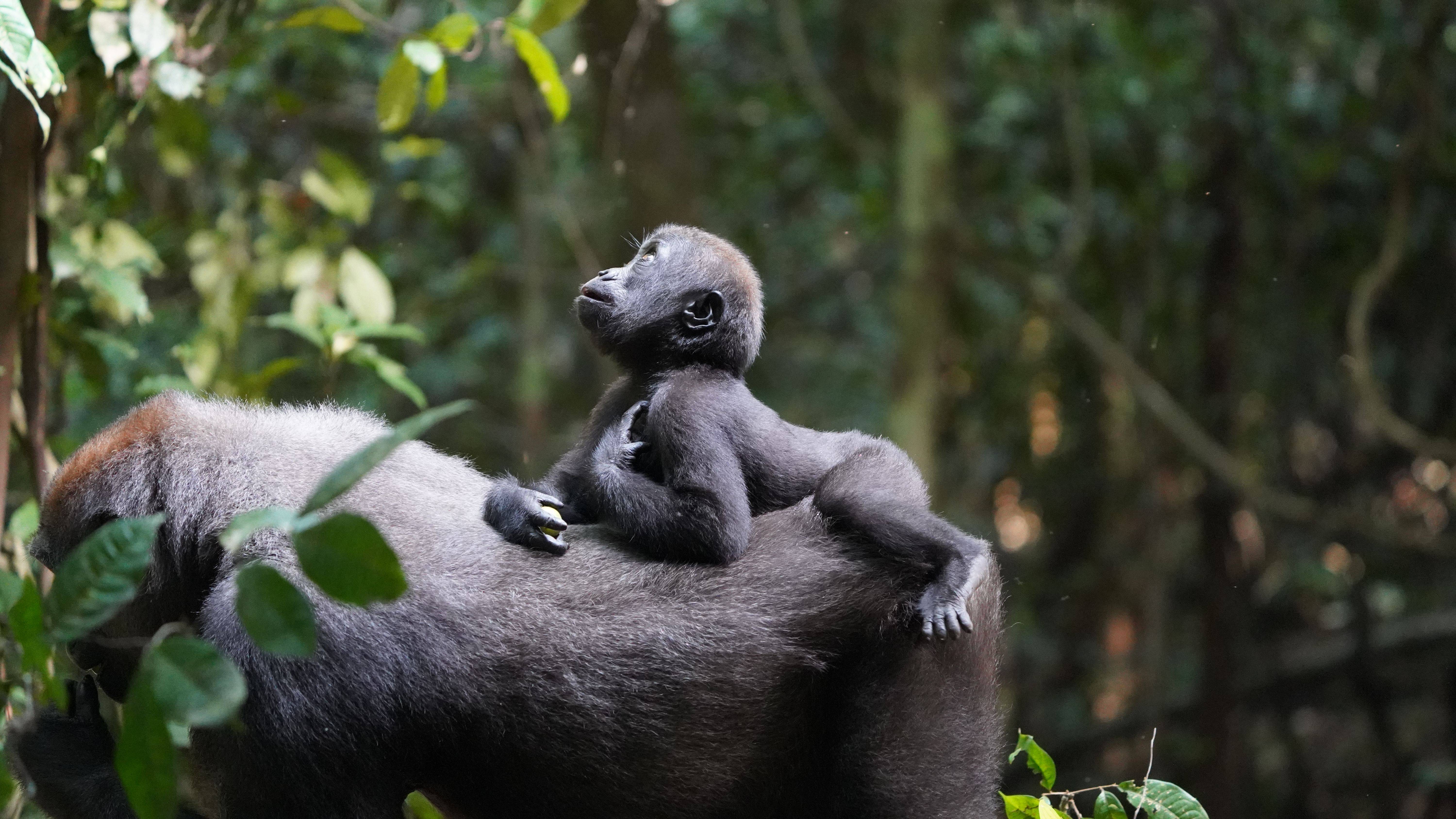 A young gorilla on an adult gorilla's back.