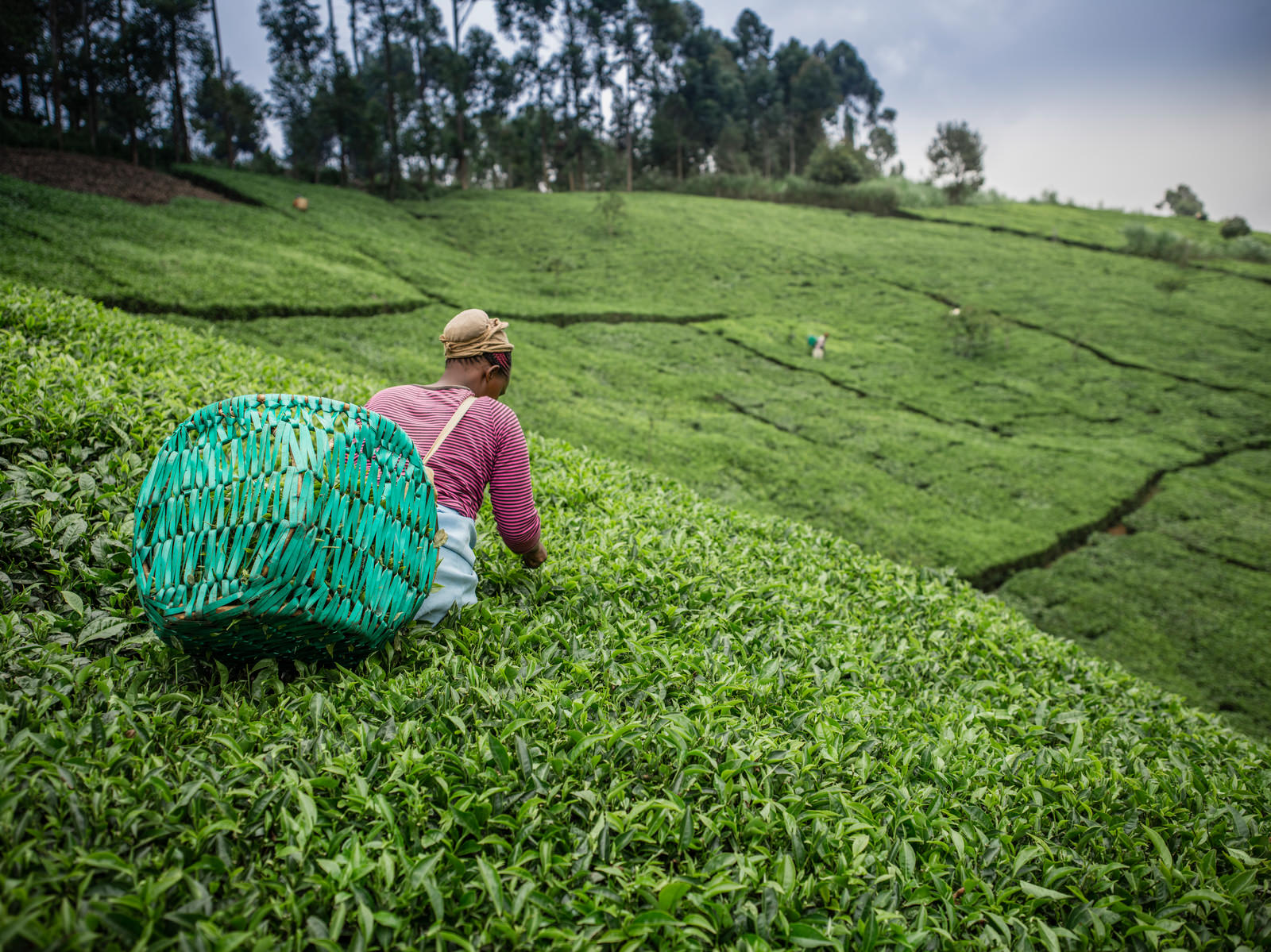 A woman with a basket on her back picks tea leaves.