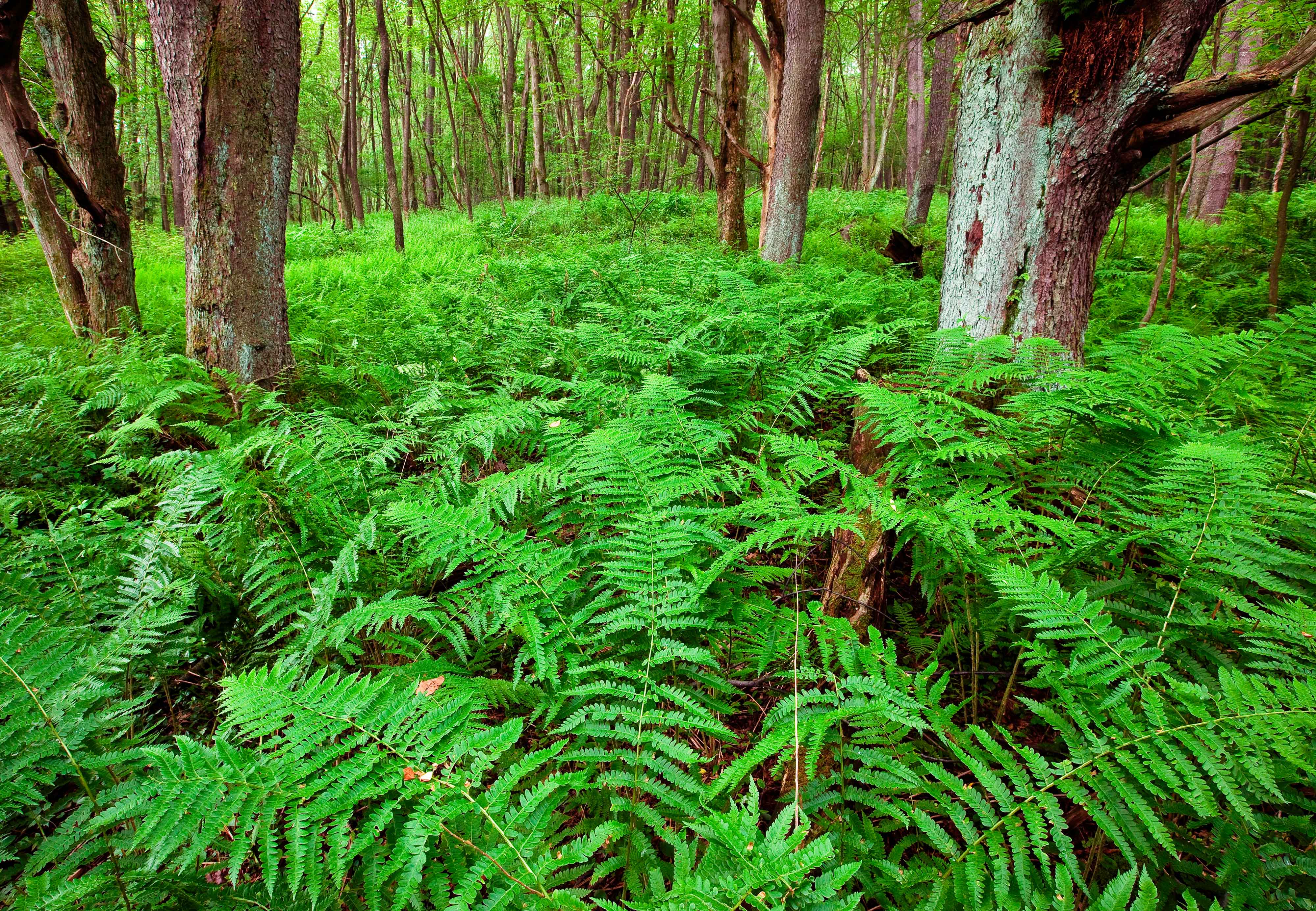 Green ferns blanket a forest.